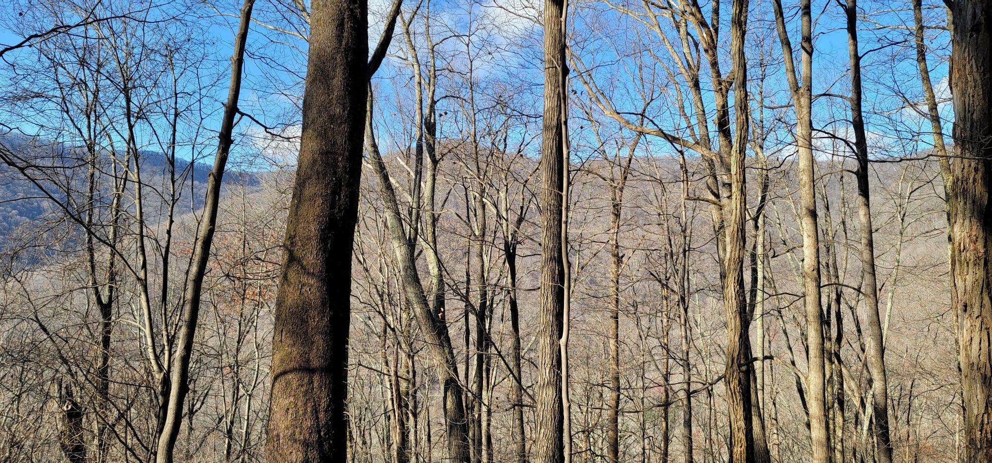 Bare trees in a winter forest with distant mountains under a blue sky. - North Old Mac and Spicewood Trail Loop