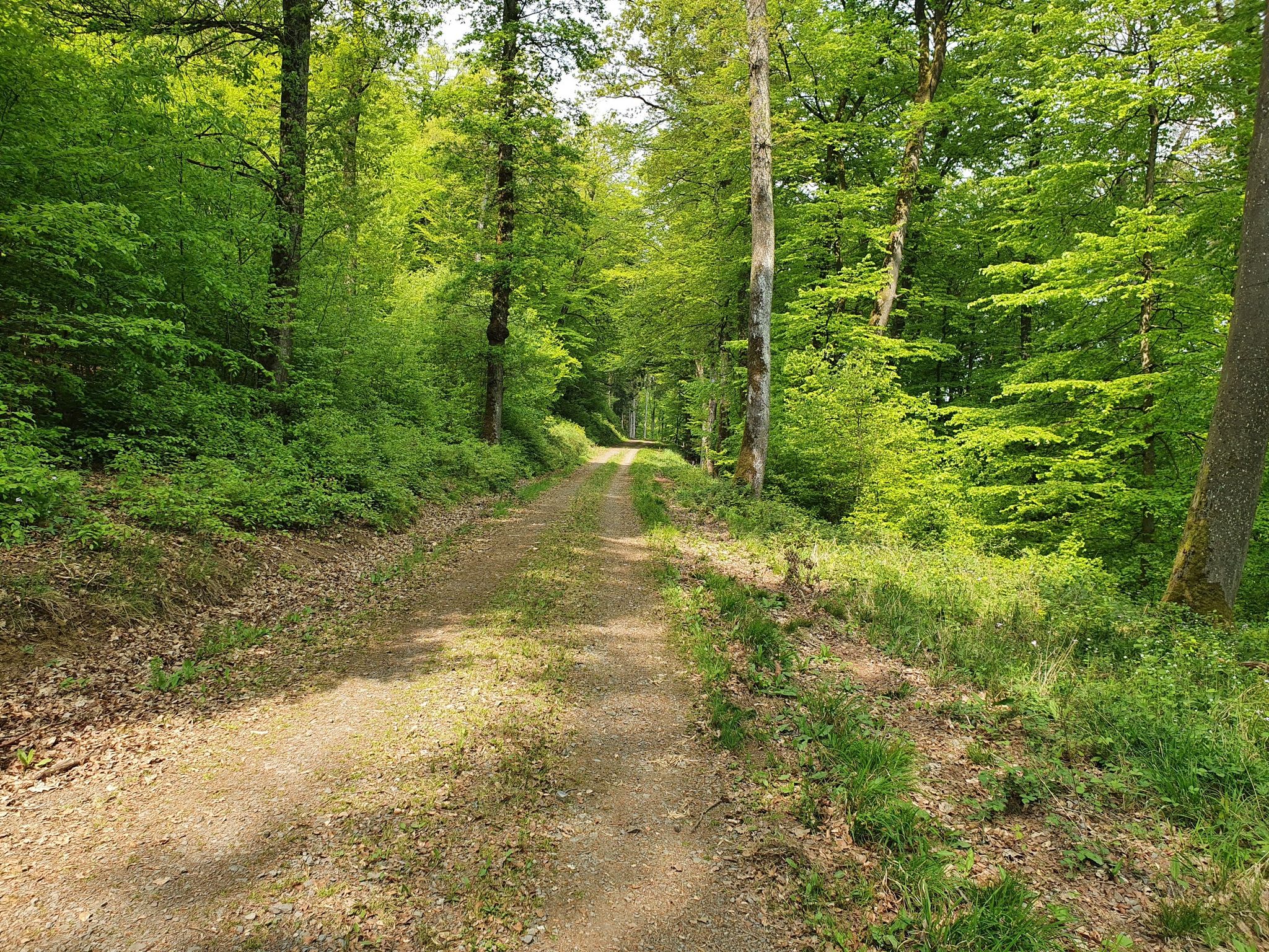 Waldautobahn auf Kondel