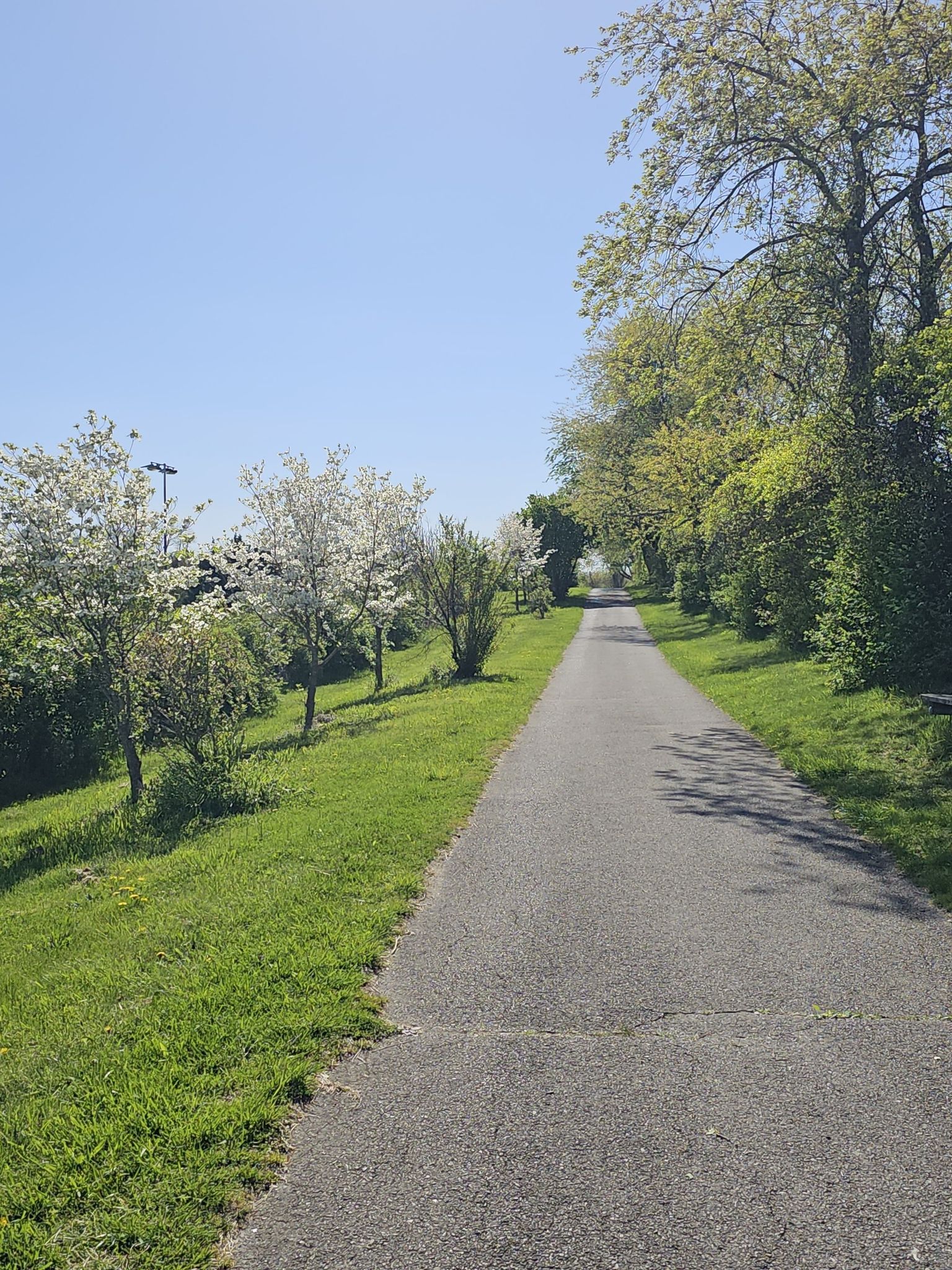 Paved path lined with green grass and white flowering trees under blue sky. - Duck Pond at Virginia Tech – Huckleberry Trail loop from Blacksburg