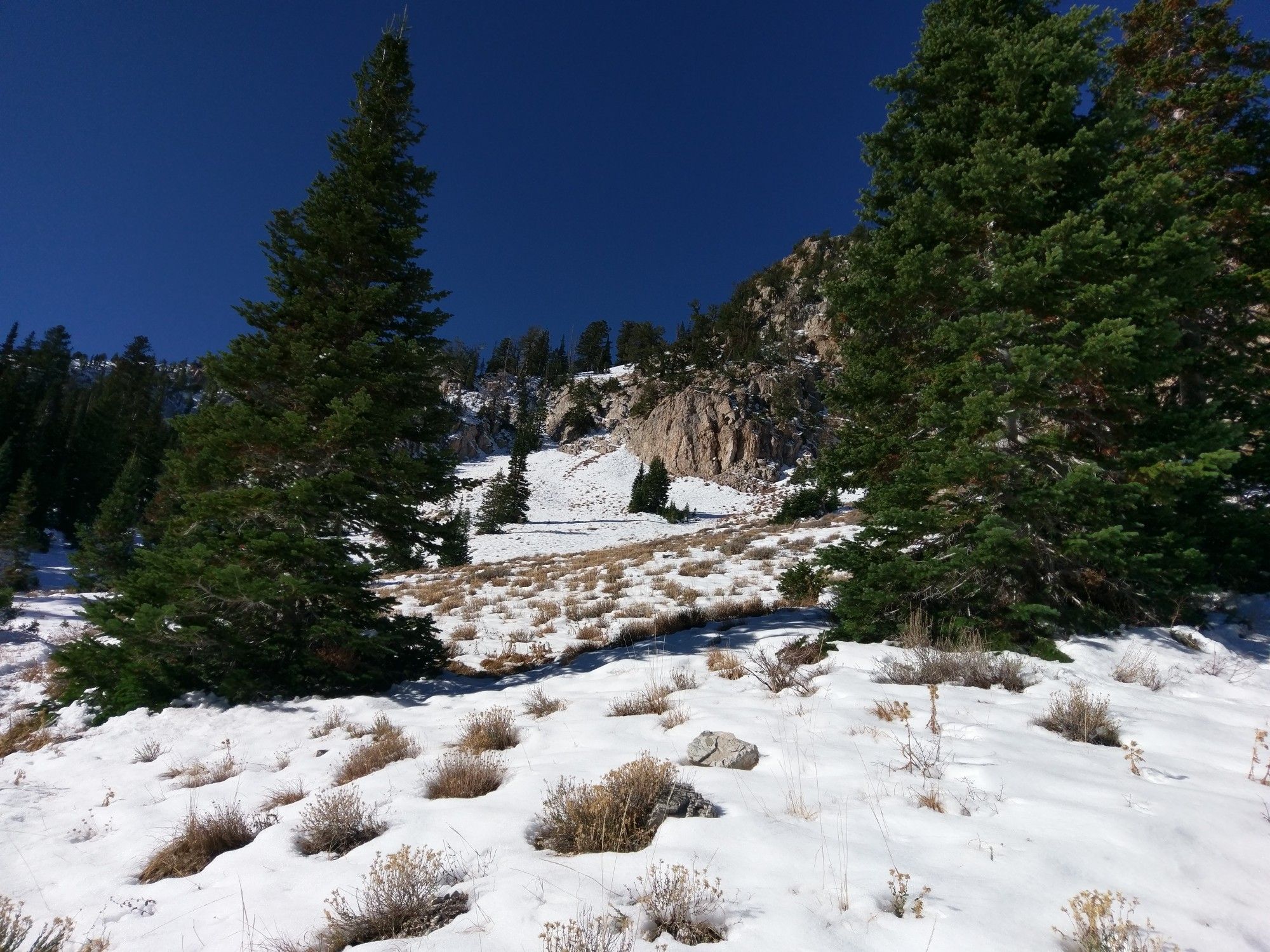 Snowy hillside with tall evergreen trees and dry grasses under a deep blue sky. - Deseret Peak via Mill Fork Canyon Trail — Deseret Peak Wilderness