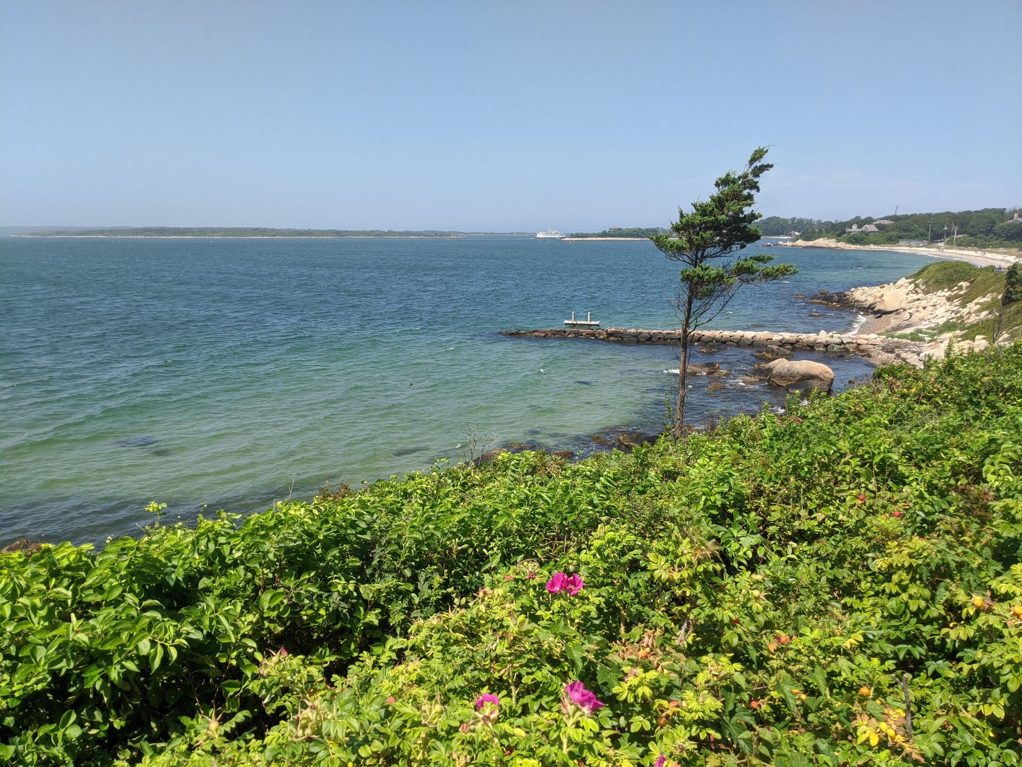 Vibrant green foliage and pink flowers overlook a blue ocean and rocky shore. - Shining Sea Bikeway