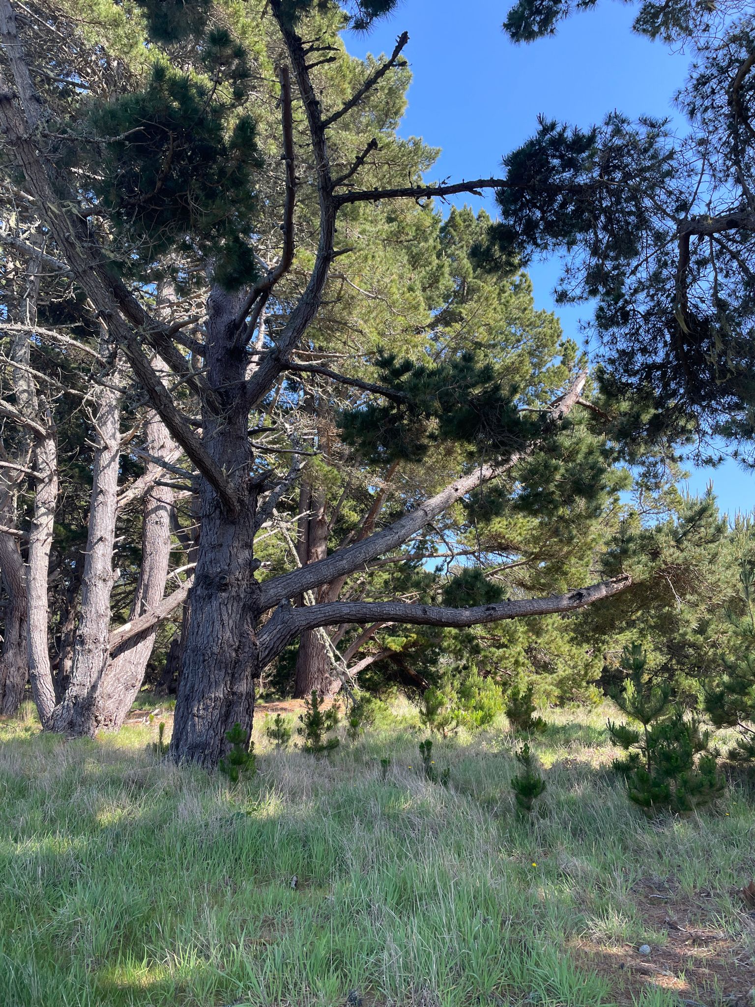 Tall pine trees in a grassy clearing under a bright blue sky. - Point Cabrillo Light Station Coastal Trail