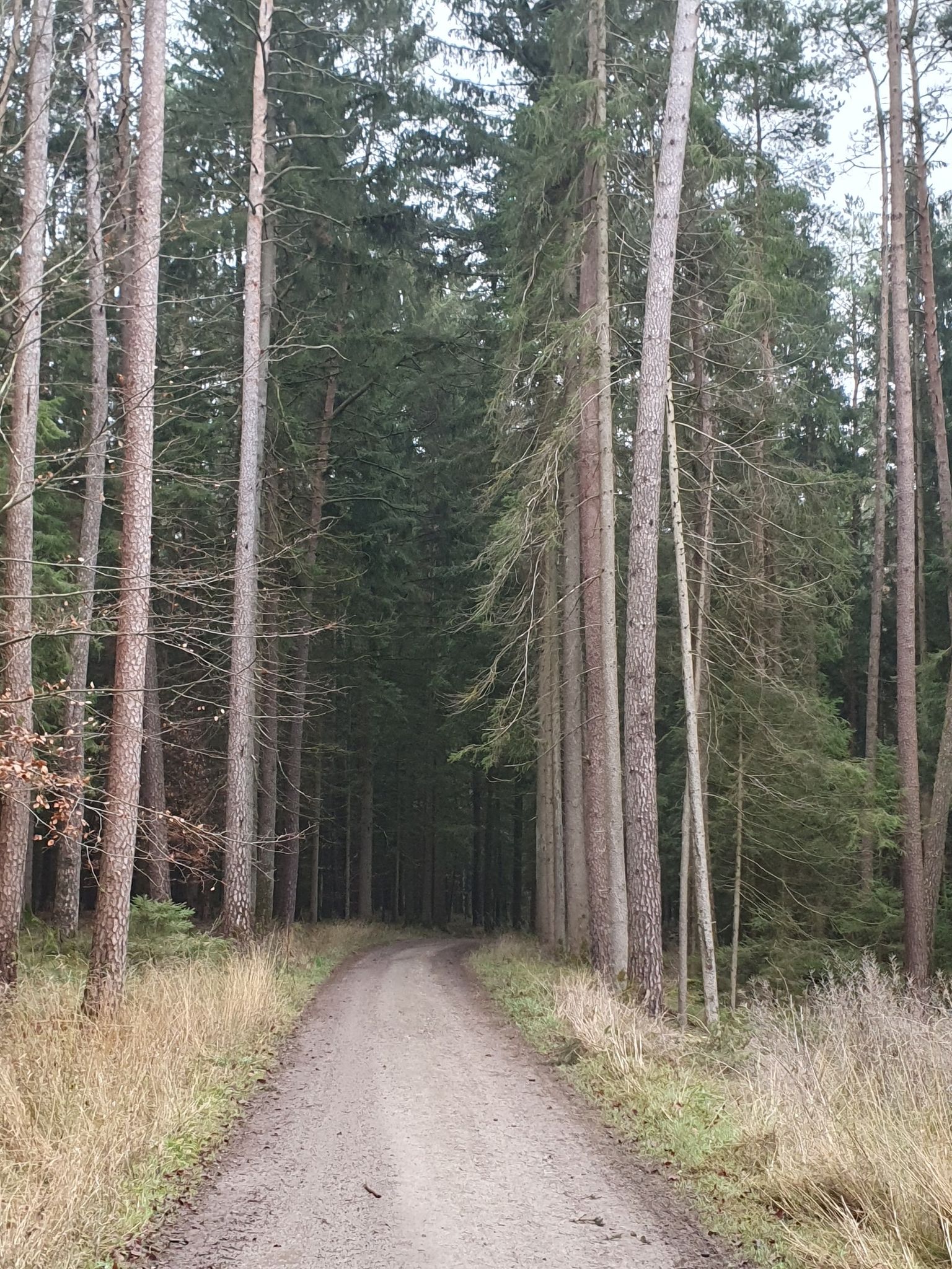 Fichten-Kiefern-Wald