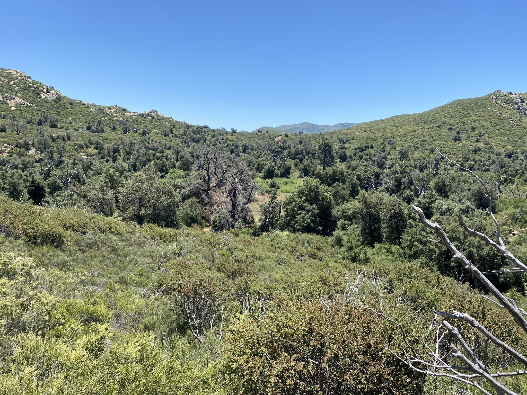 A vast green forest covers rolling hills under a clear blue sky. - Saddleback and Sweetwater Trail Loop
