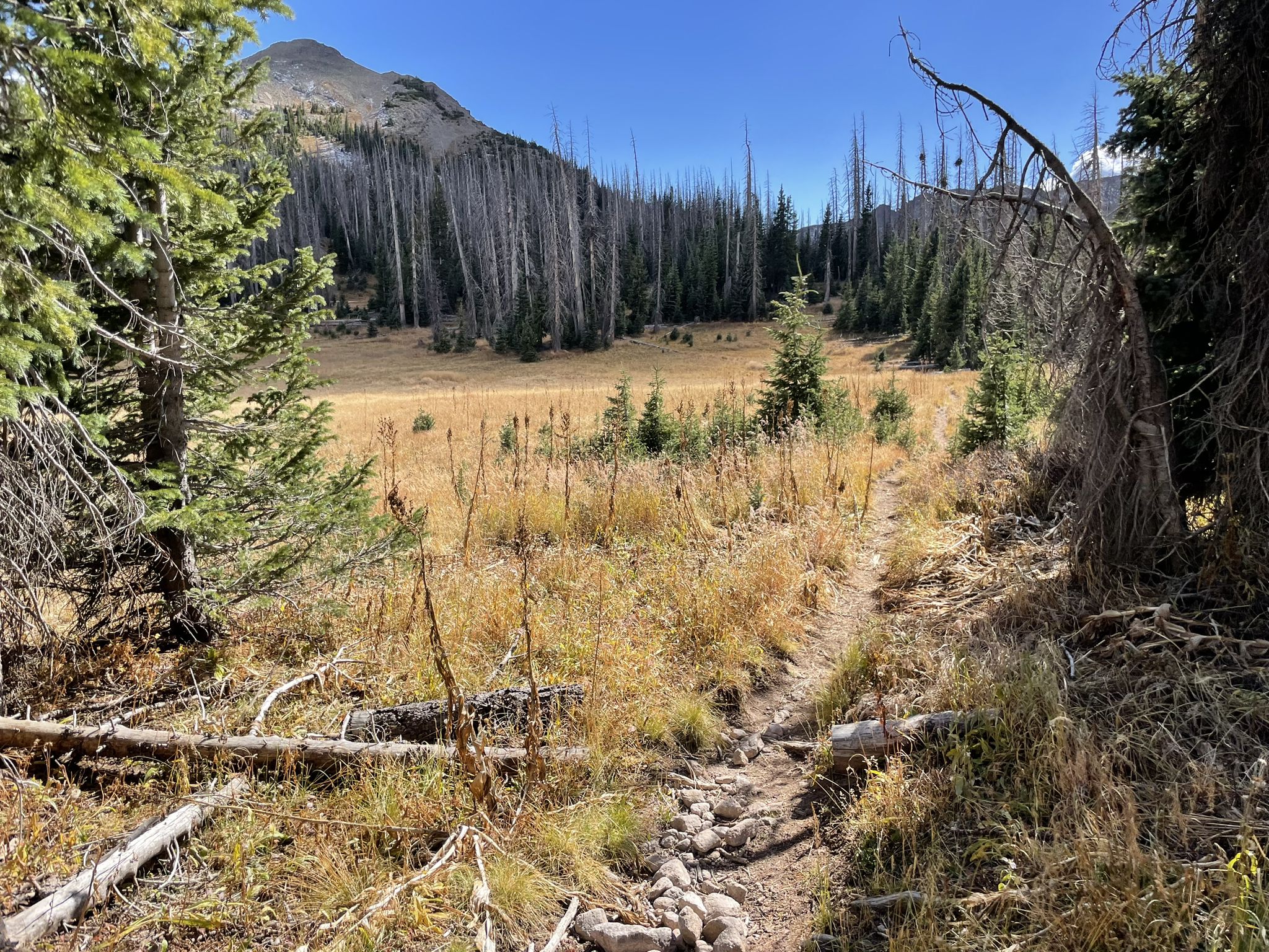 A dirt trail winds through a golden meadow with dead trees and mountains. - Treasure Mountain and Beaver Creek Loop