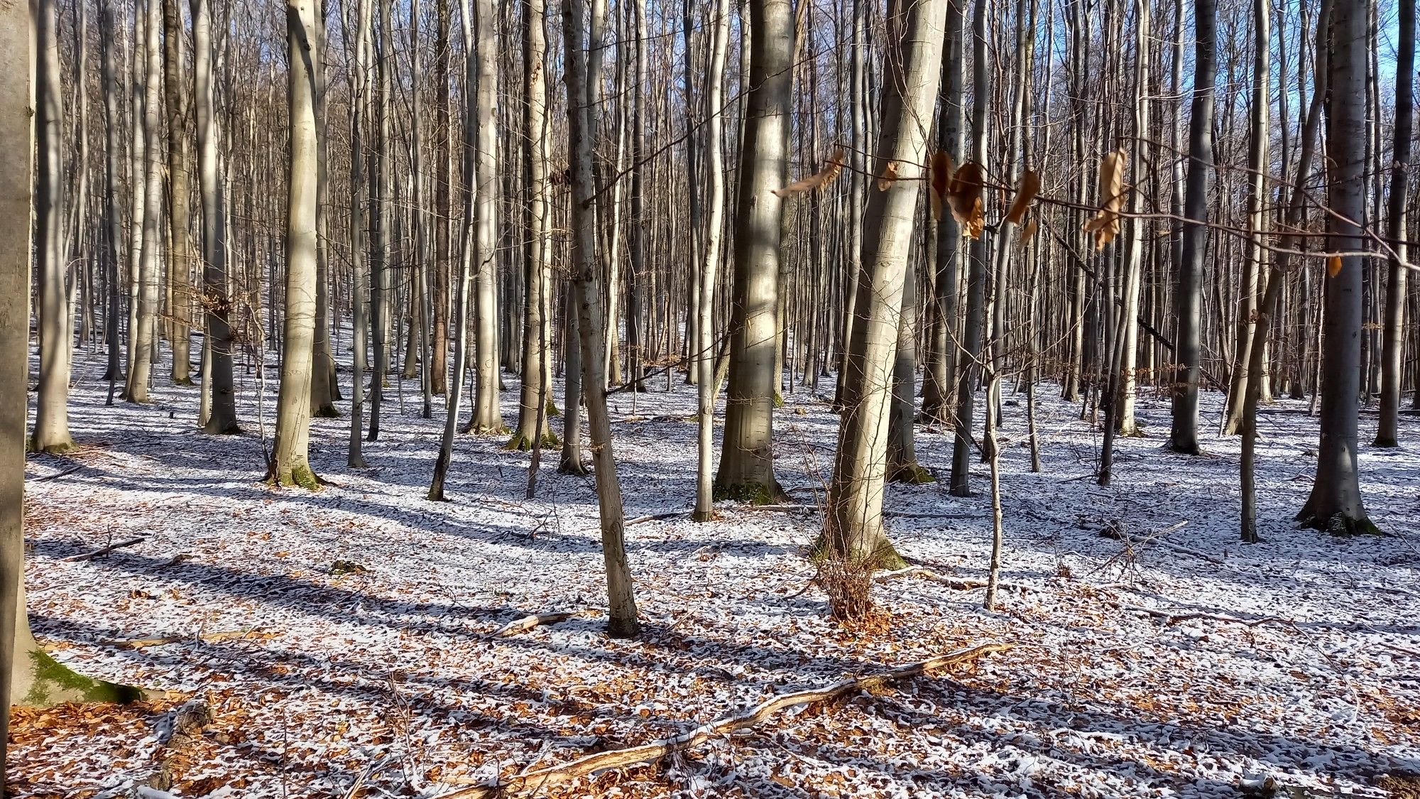 Schneereste im Stallberg