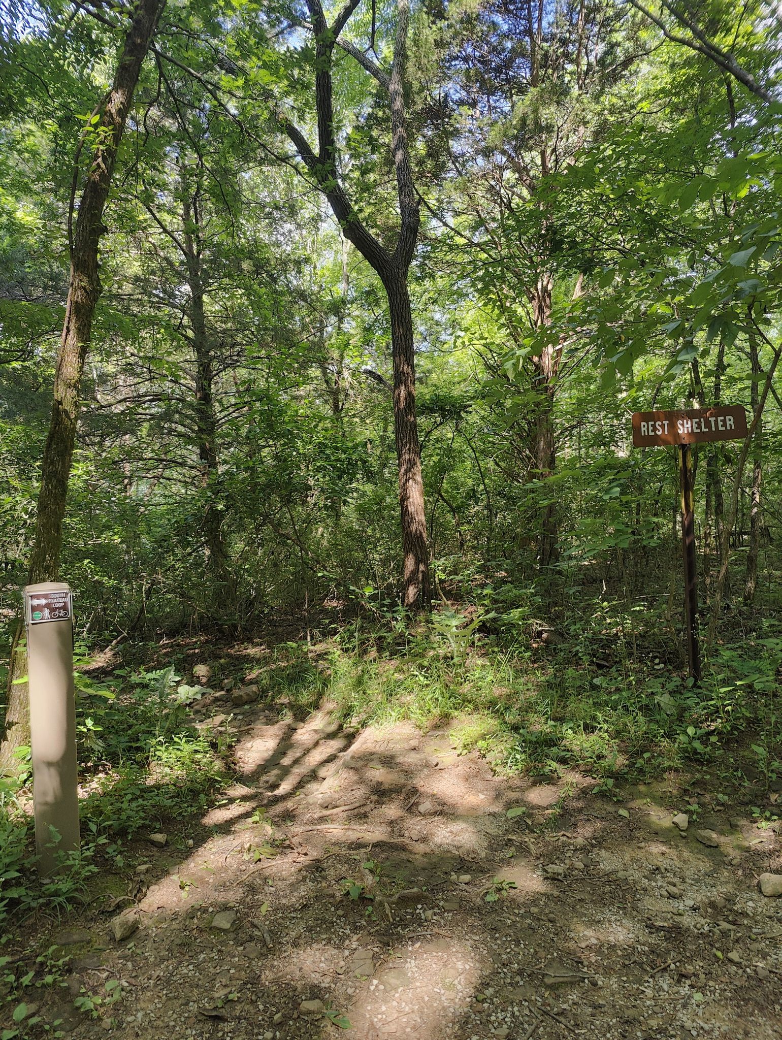 A forest trail leads to a "REST SHELTER" sign amidst dense green trees. - Monte Sano Fire Tower loop from Monte Sano State Park