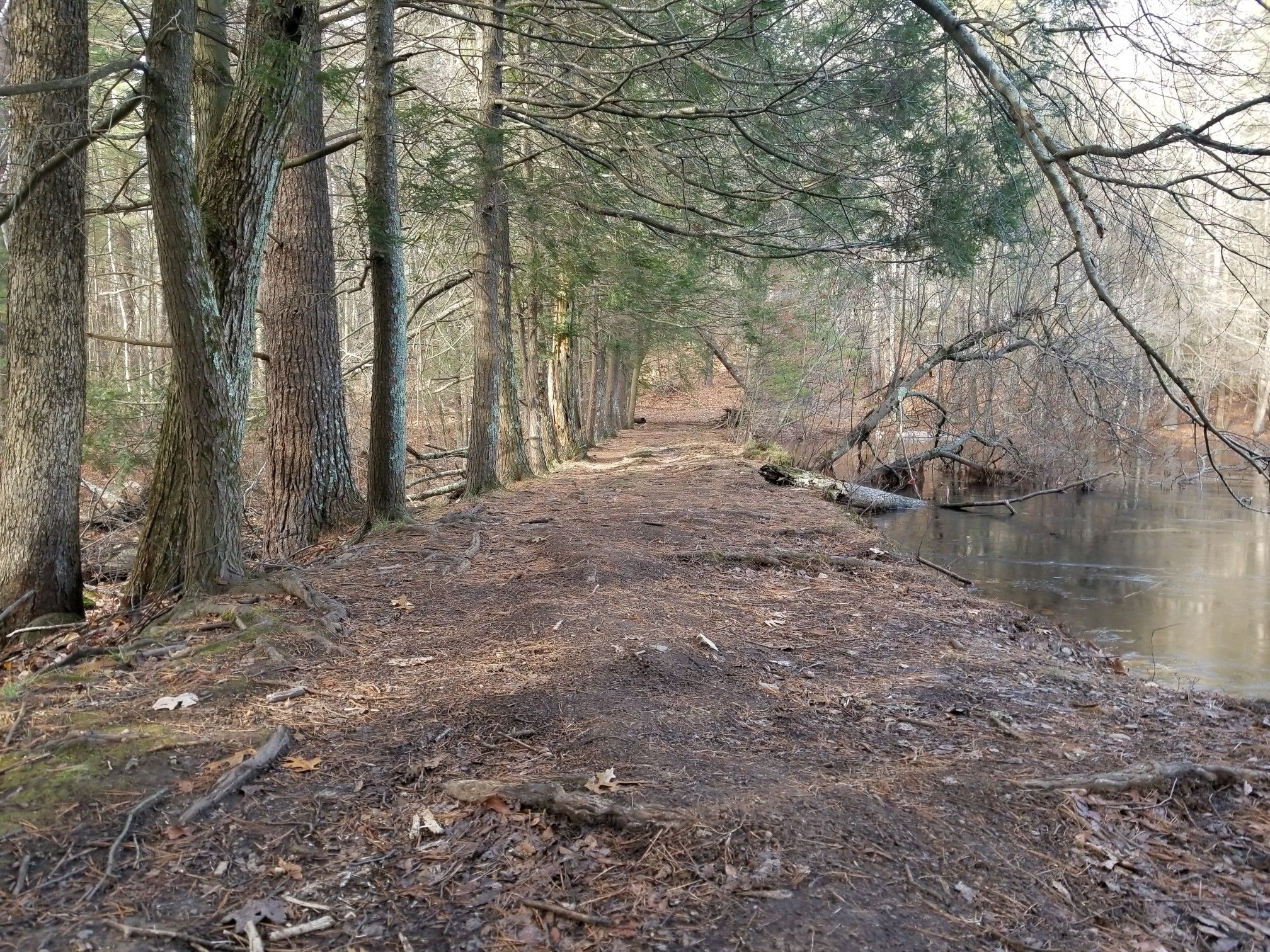 Dirt path alongside a calm body of water, lined by tall trees. - Coco Ridge Trail, Birch Trail, & Red Tail Trail loop