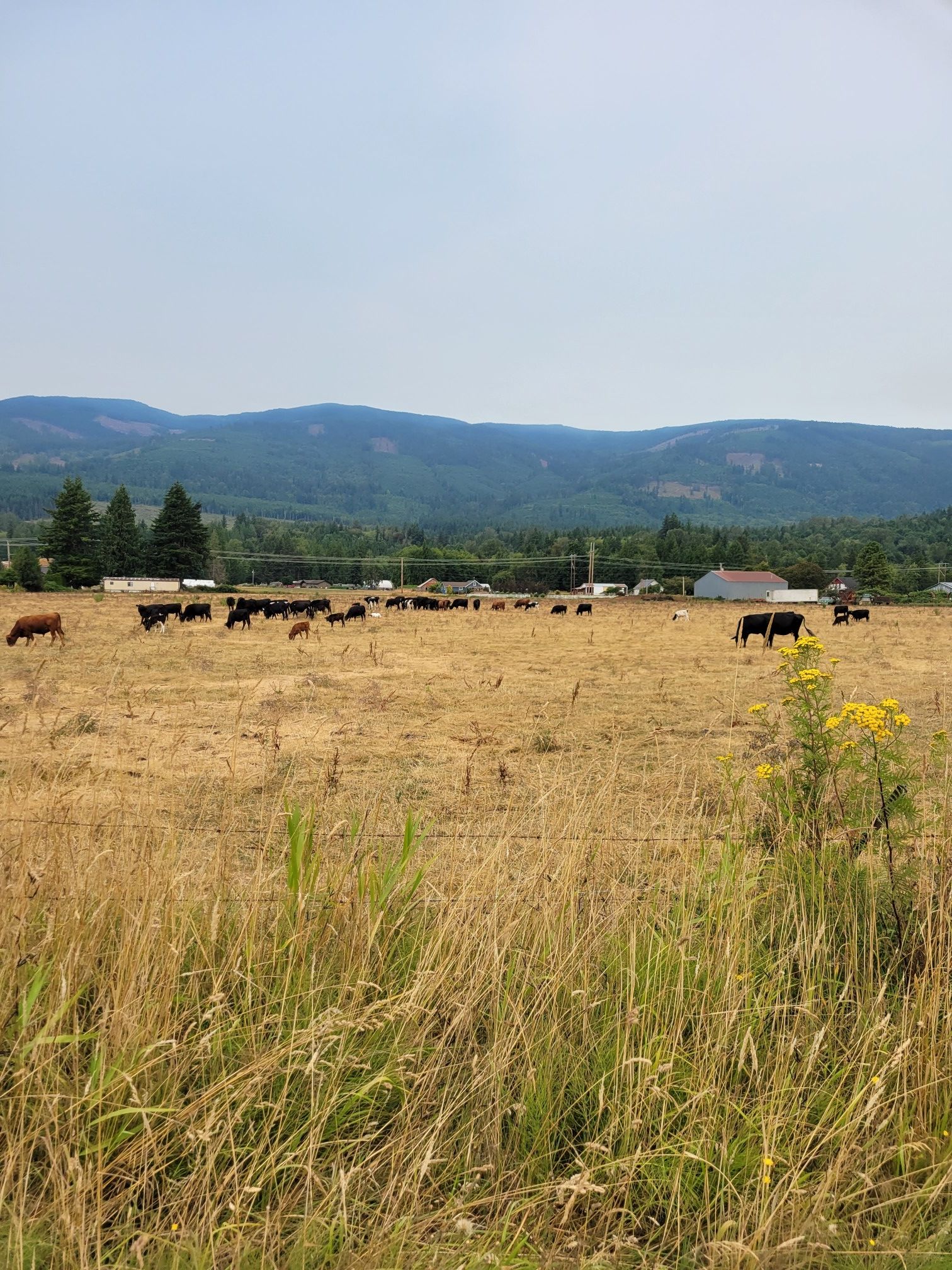 Cows graze in a vast dry field with distant mountains under a hazy sky. - Muddy Creek Conservation area – Cascade Trail loop from Fruitdale Rd. near Job Corps