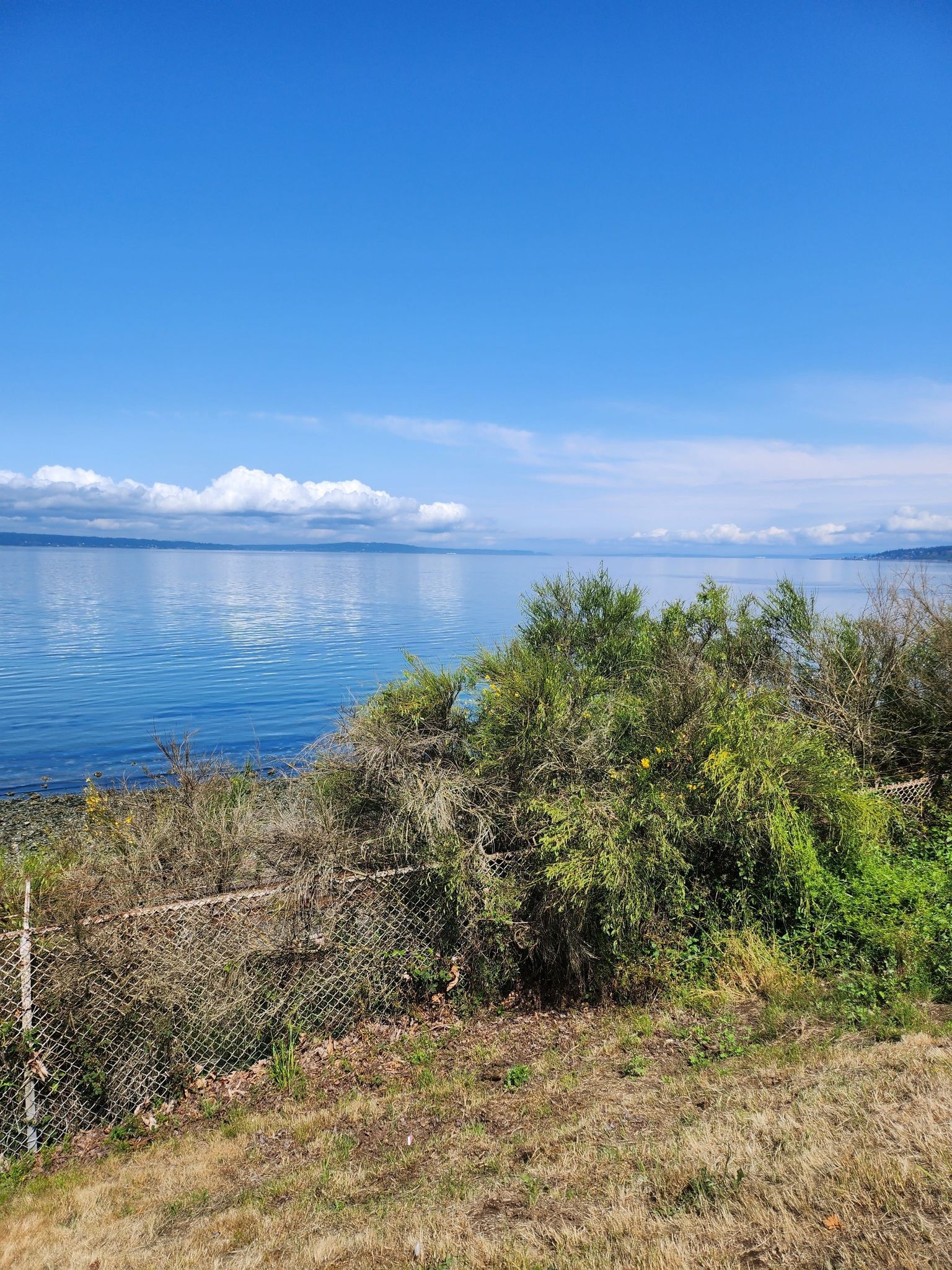 Calm blue water under a clear sky, seen over a fence and green bushes. - Carkeek Park Piper's Creek and Ridge Loop