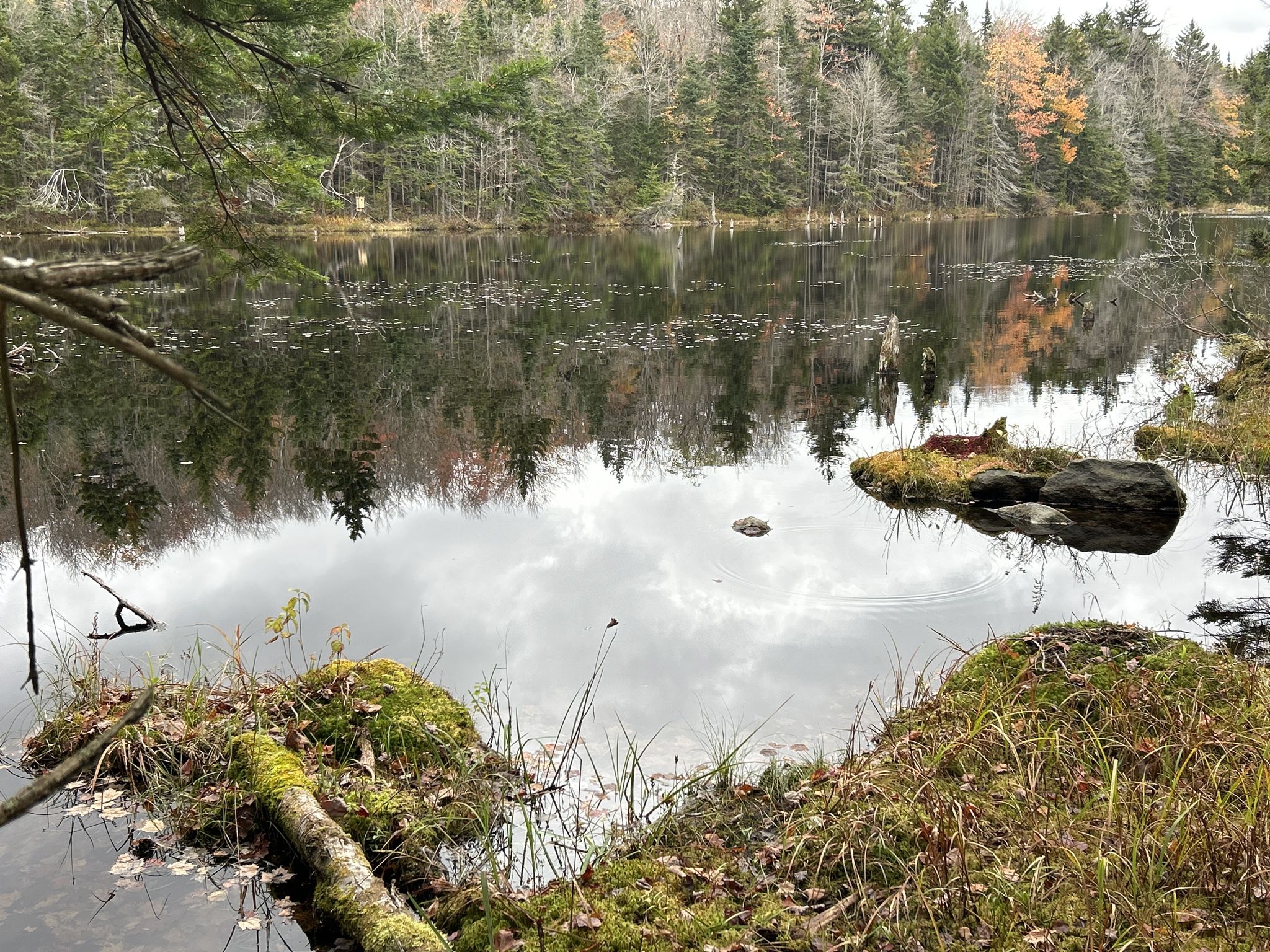 Calm lake reflecting overcast sky and autumn trees with mossy banks. - Footbridge over Small Stream – West Side of Adams Reservoir loop from Woodford State Park