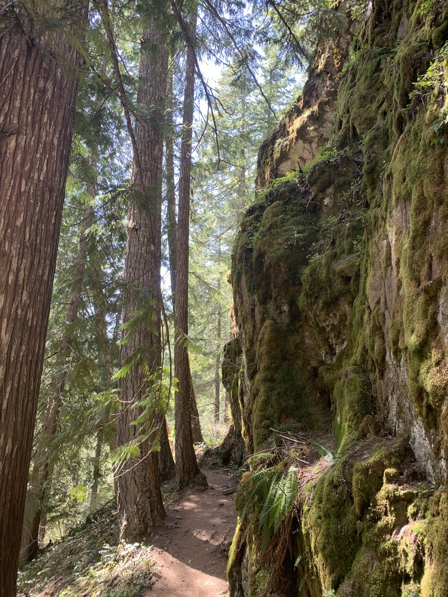 A narrow dirt path winds alongside a moss-covered rock wall in a sunny forest. - Lower Falls Creek Trail