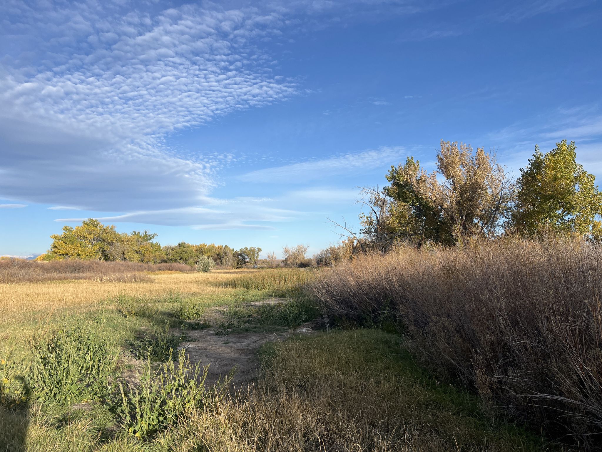 Grassy field with dense bushes and trees under a partly cloudy sky. - Cherry Creek and Pipeline Trail