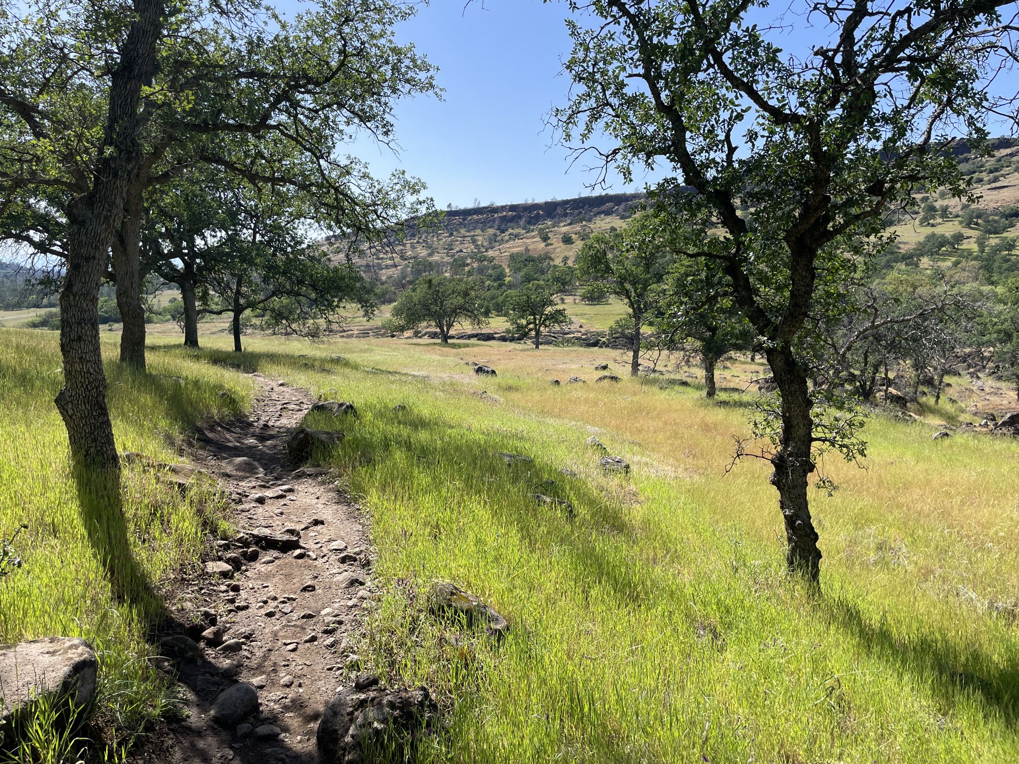Rocky dirt path through green grass and scattered trees under bright sun. - Guardian and South Rim Trail Loop