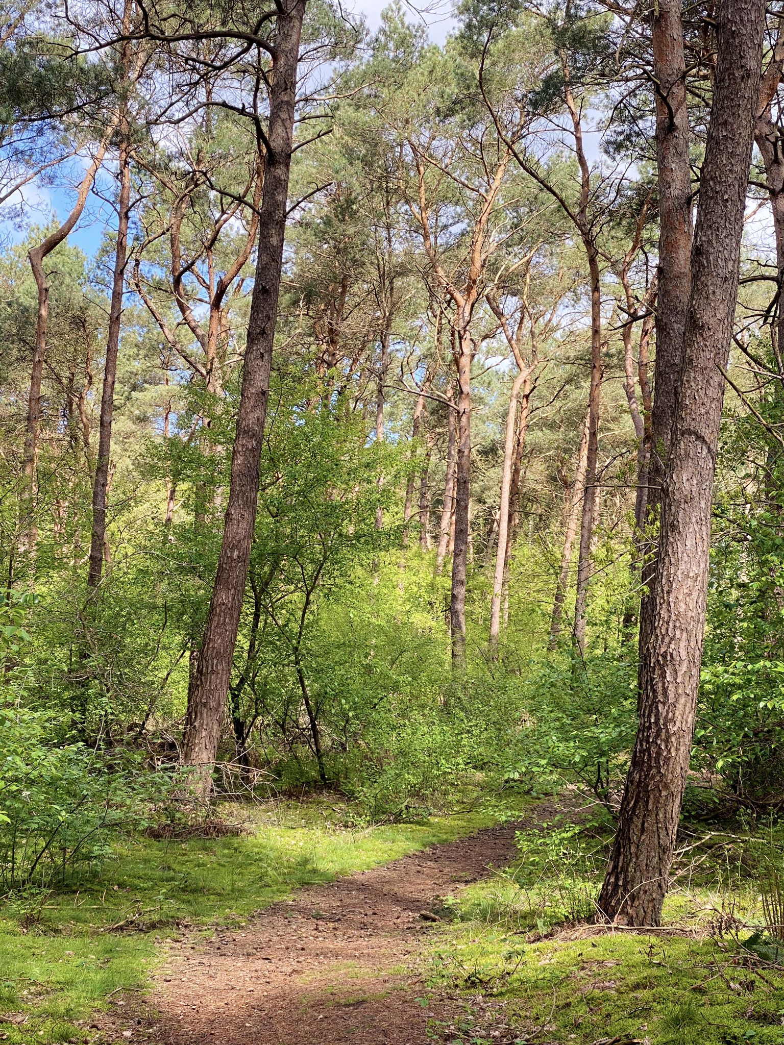 Schöner Waldweg