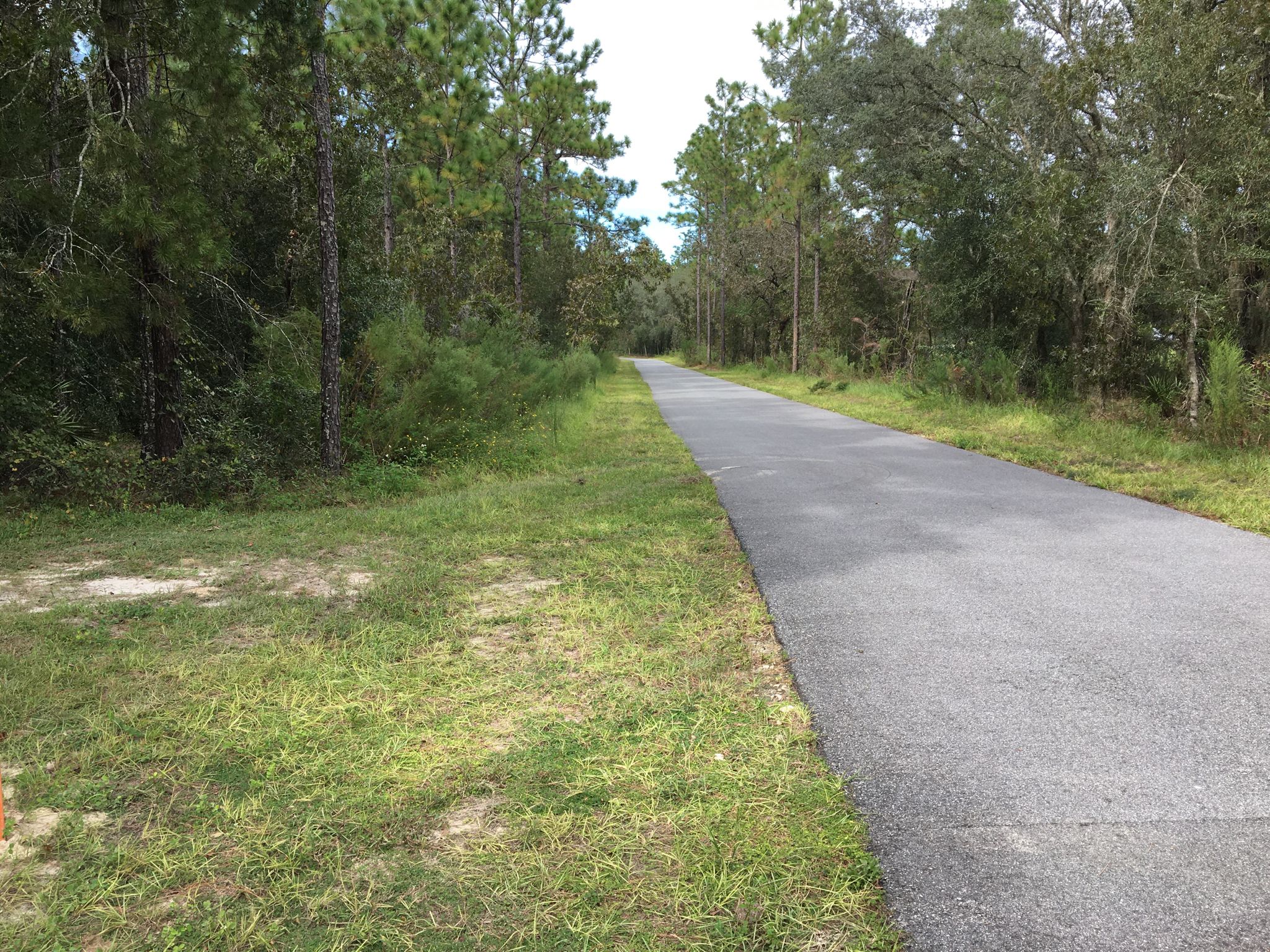 An empty asphalt path through a dense, sunlit forest. - Nayls South Trail – 49th Avenue Tract loop from Ross Prairie State Forest