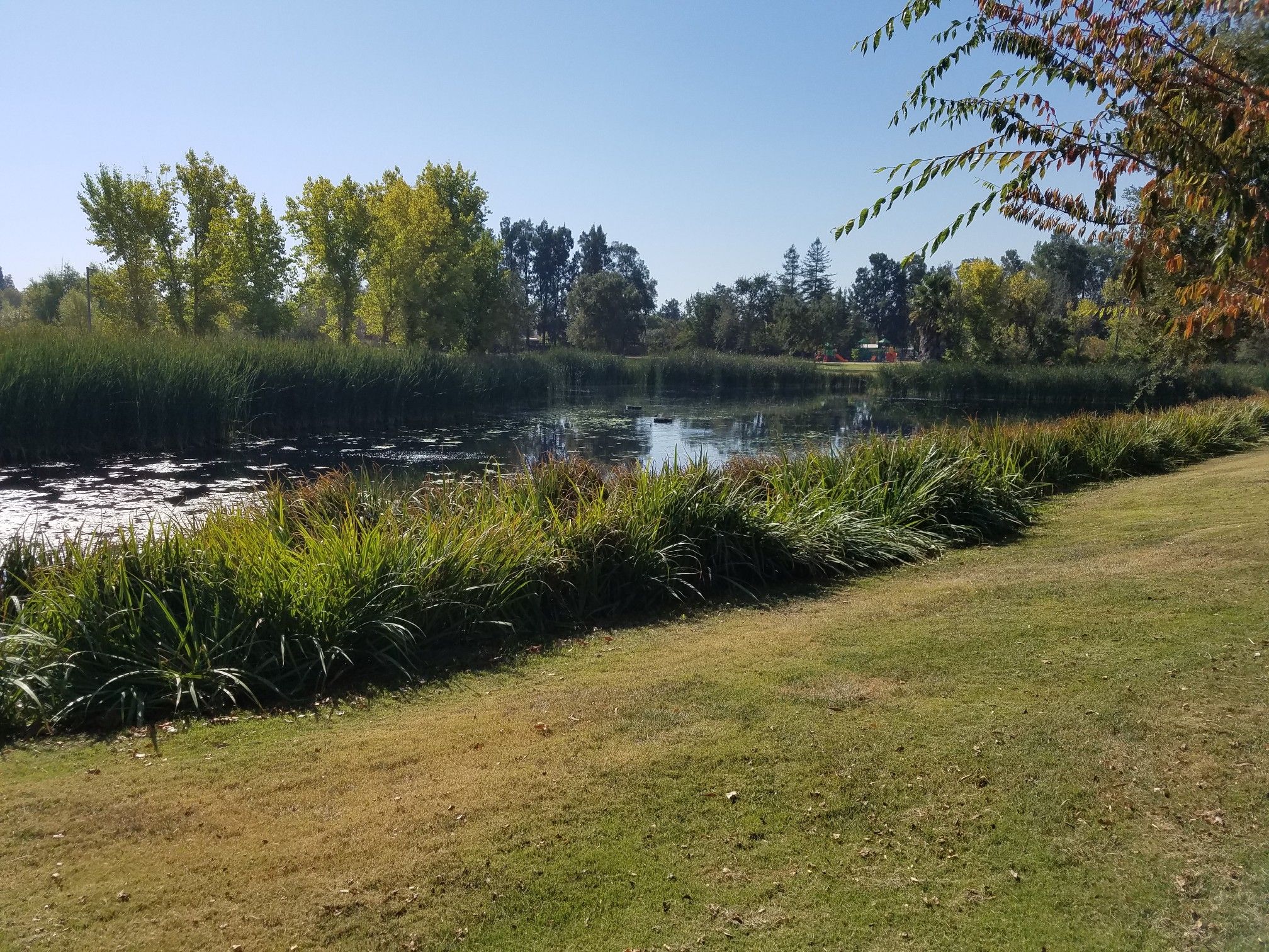 A sunny pond surrounded by green grass, reeds, and distant trees. - Davis-Covell Greenbelt Trail