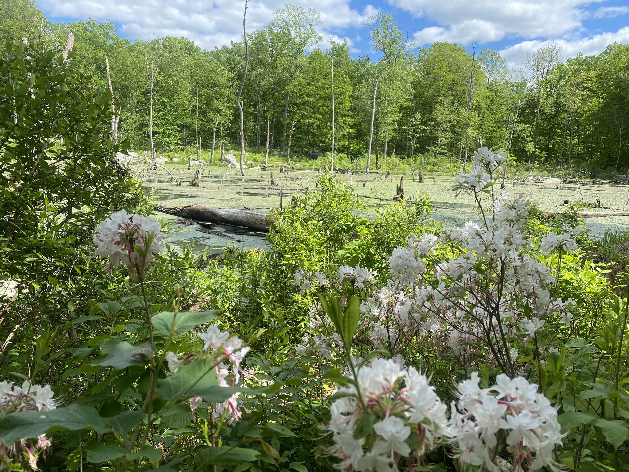 White flowers in foreground with a sunlit wetland and green forest beyond. - Sterling Forest Fire Tower – Sterling Lake loop from Bare Mountain