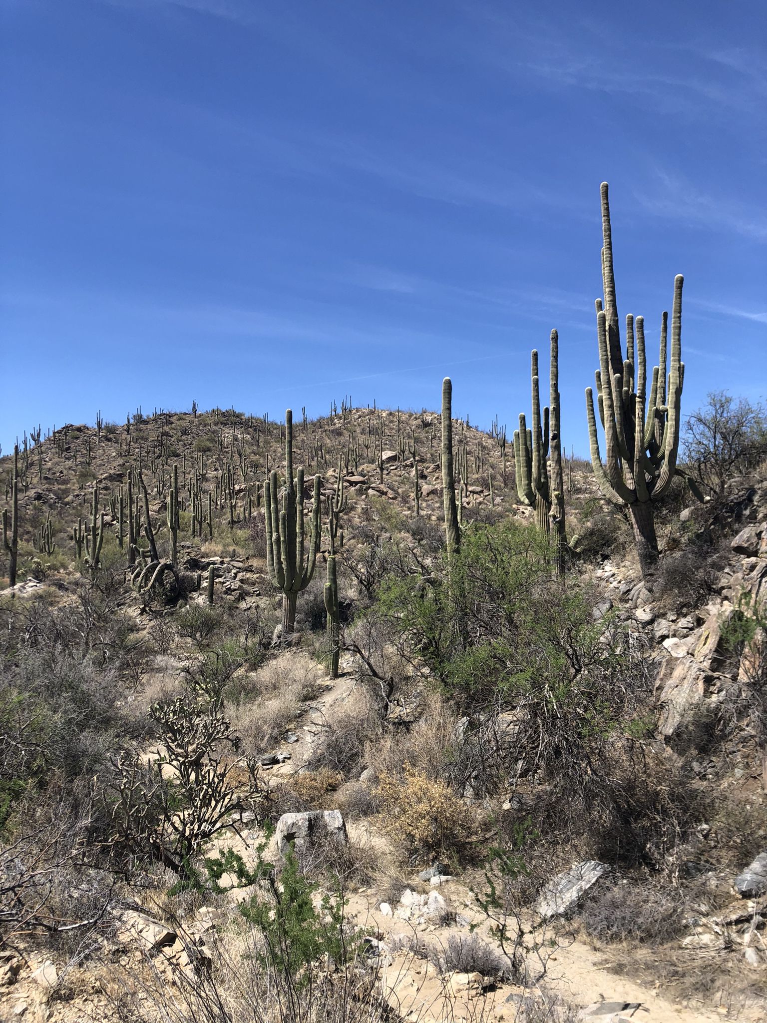 Sunny desert hillside covered with many tall saguaro cacti. - Tortolita Mountain & Ridgeline loop
