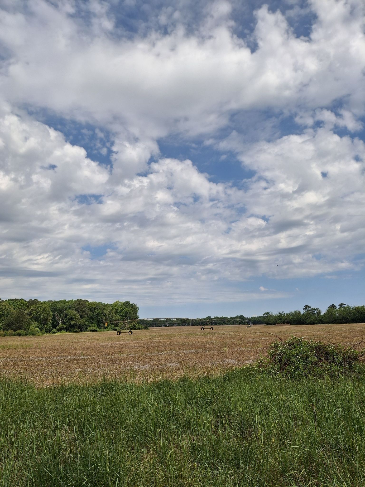 Expansive golden field under a bright, cloudy sky. - Georgetown-Lewes Trail – Bridge Over Marsh Waterway loop from Carpenters Corner