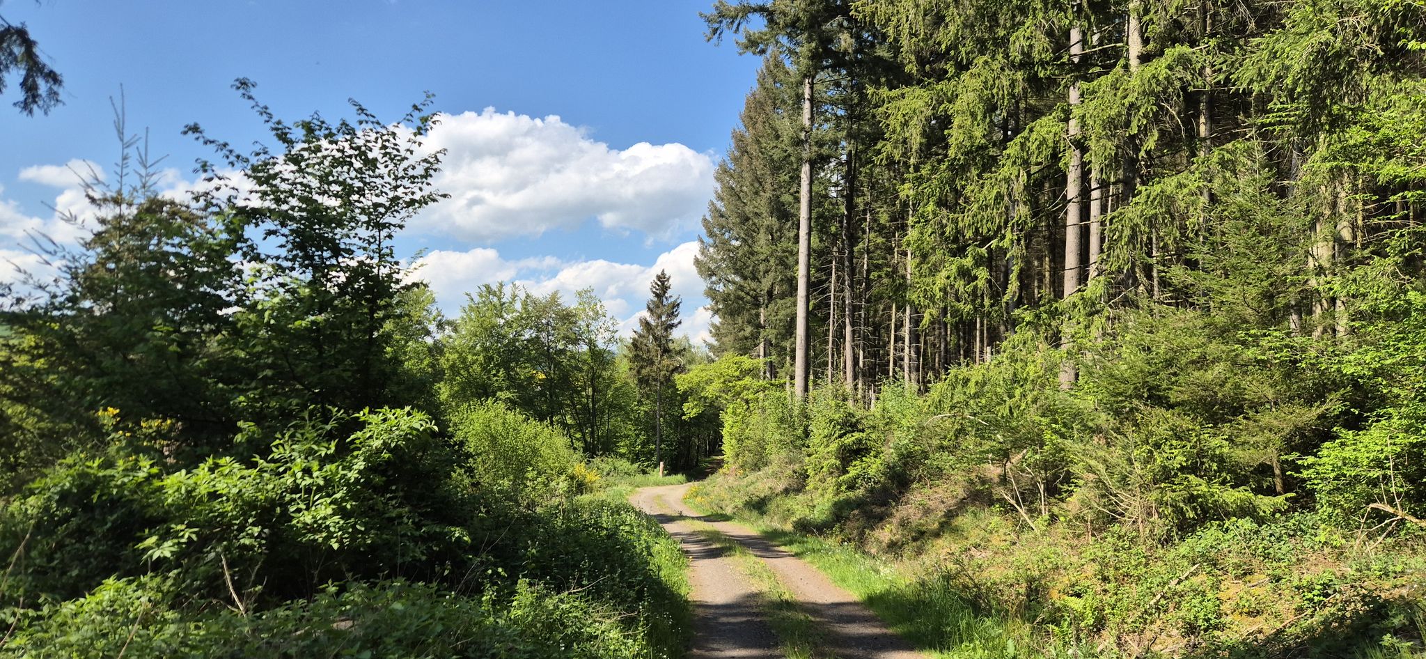 Koomoter Forstweg nach Weiden