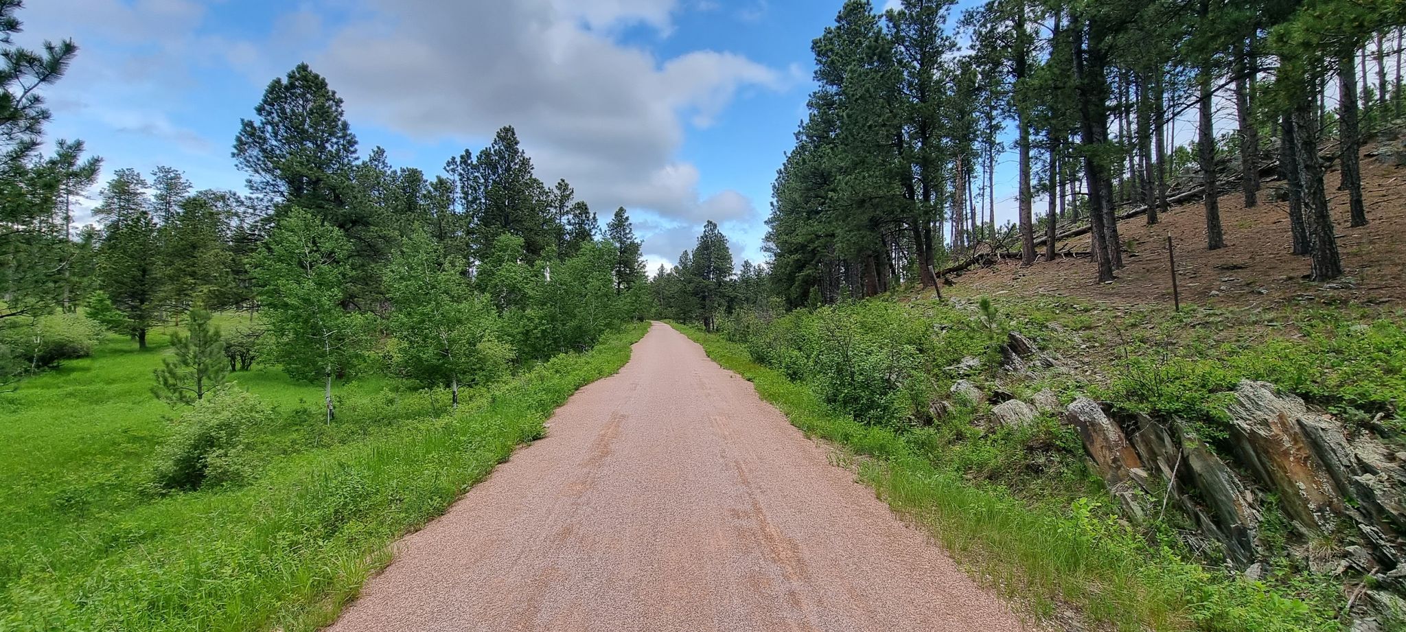 A straight dirt path through a forest with green grass and tall trees. - George S. Mickelson Trail – Hill City loop from Hill City