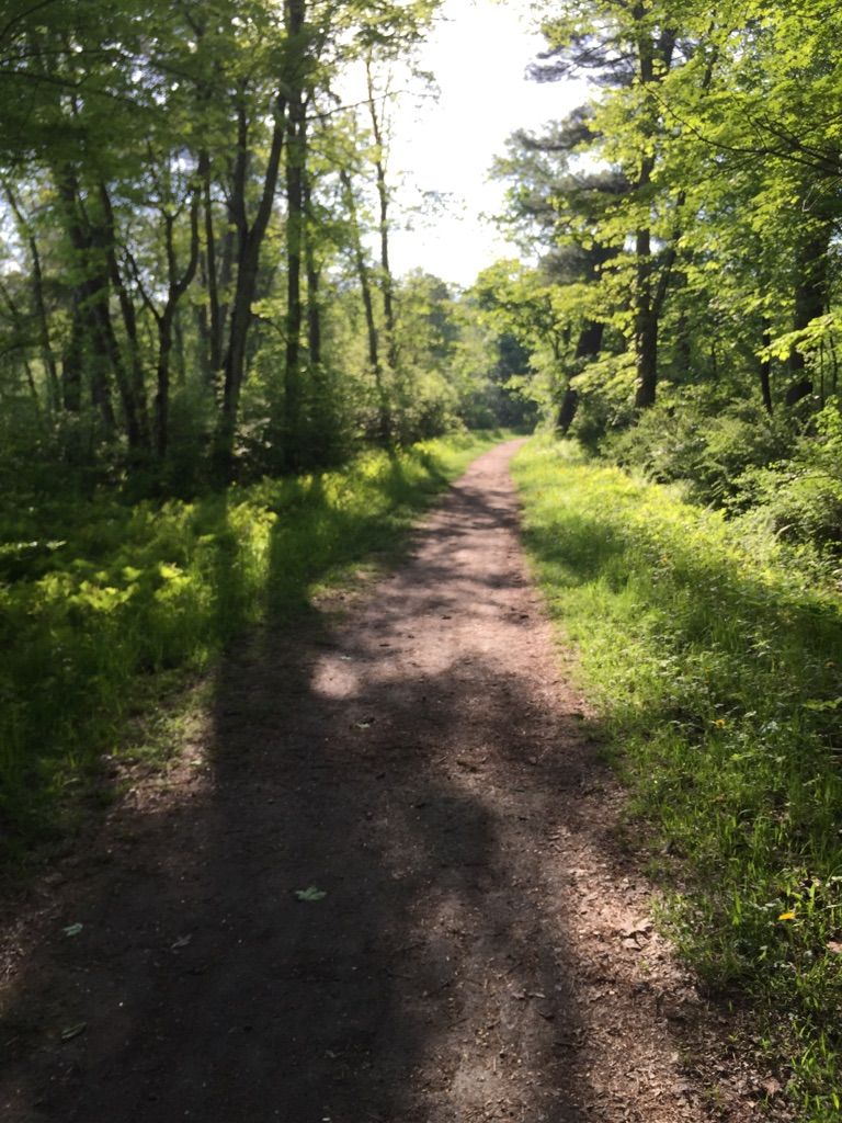 A sunlit dirt path winds through a lush green forest with dappled shadows. - Bantam Swamp – Bantam Lake loop from Litchfield