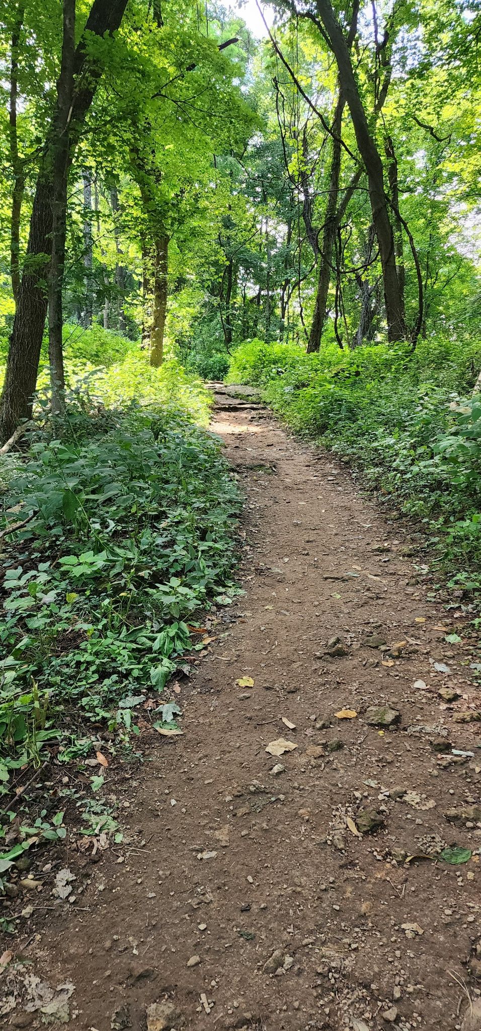 Dirt path ascending through a vibrant green forest, dappled sunlight. - Warner Woods Trail loop from Belle Meade