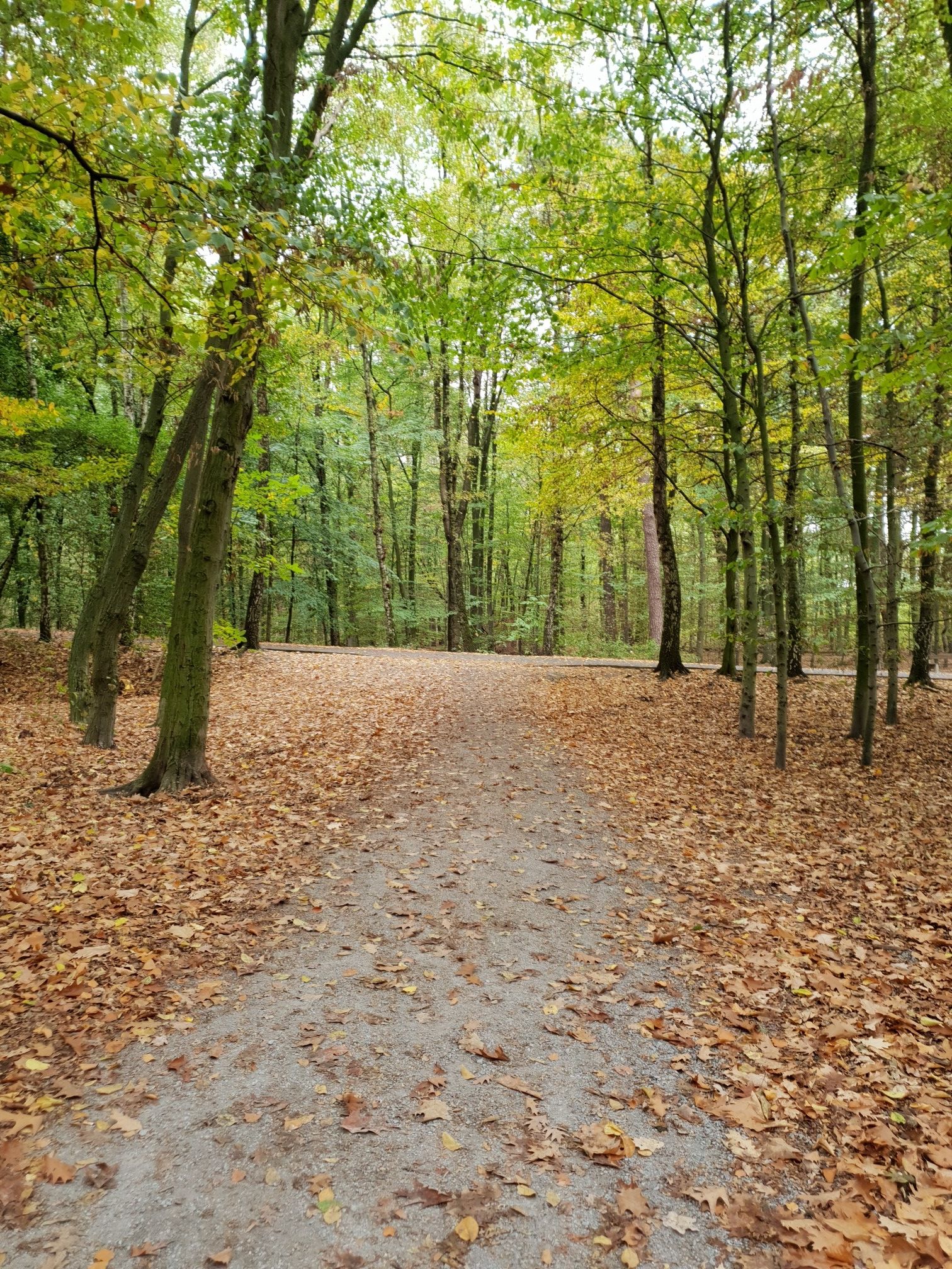 Waldweg