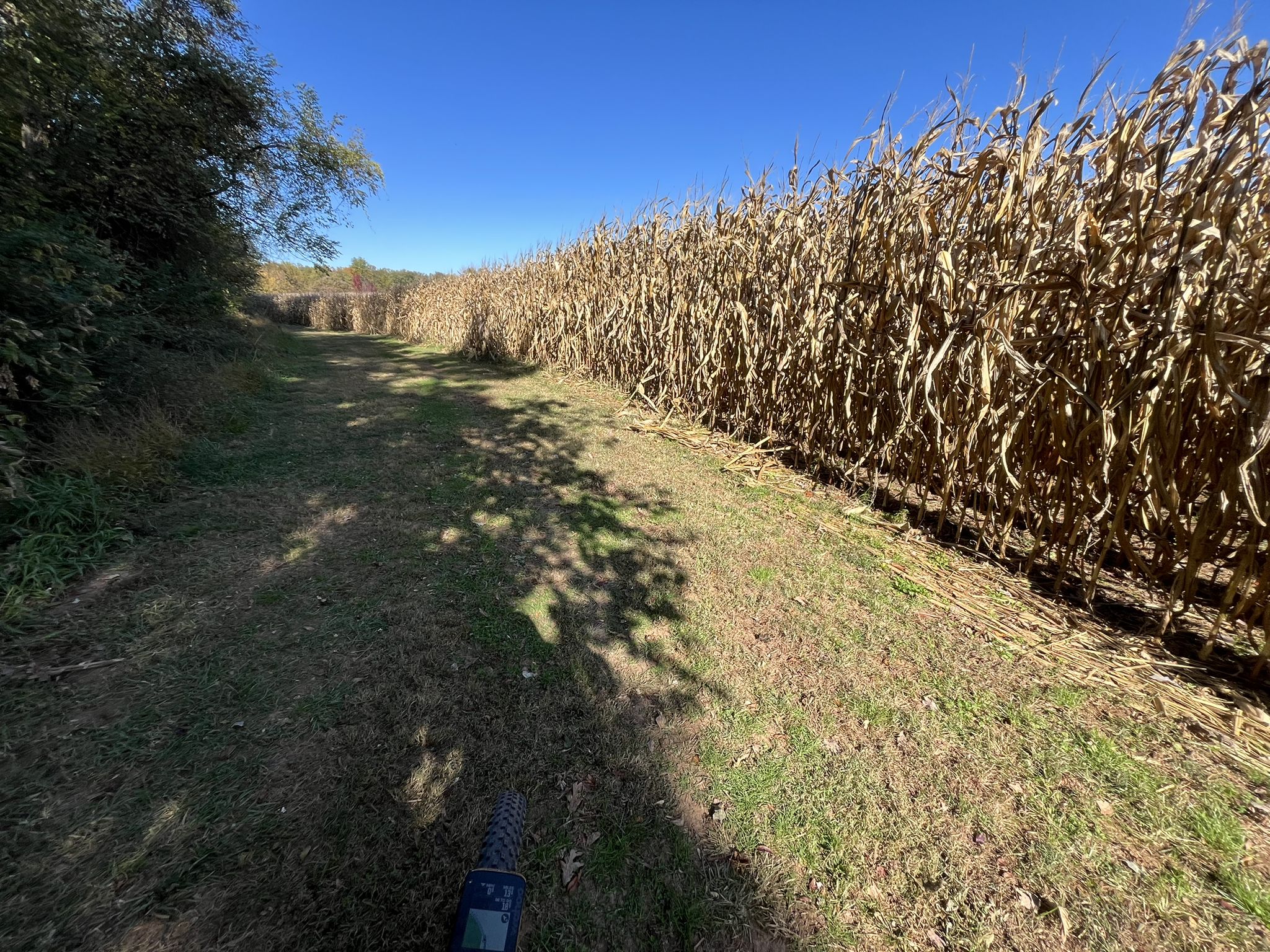Narrow path through a tall, dry cornfield under a clear blue sky. - Mule Skinner Loop Trail – Agricultural History Farm Park loop from Pope Farm Nursery
