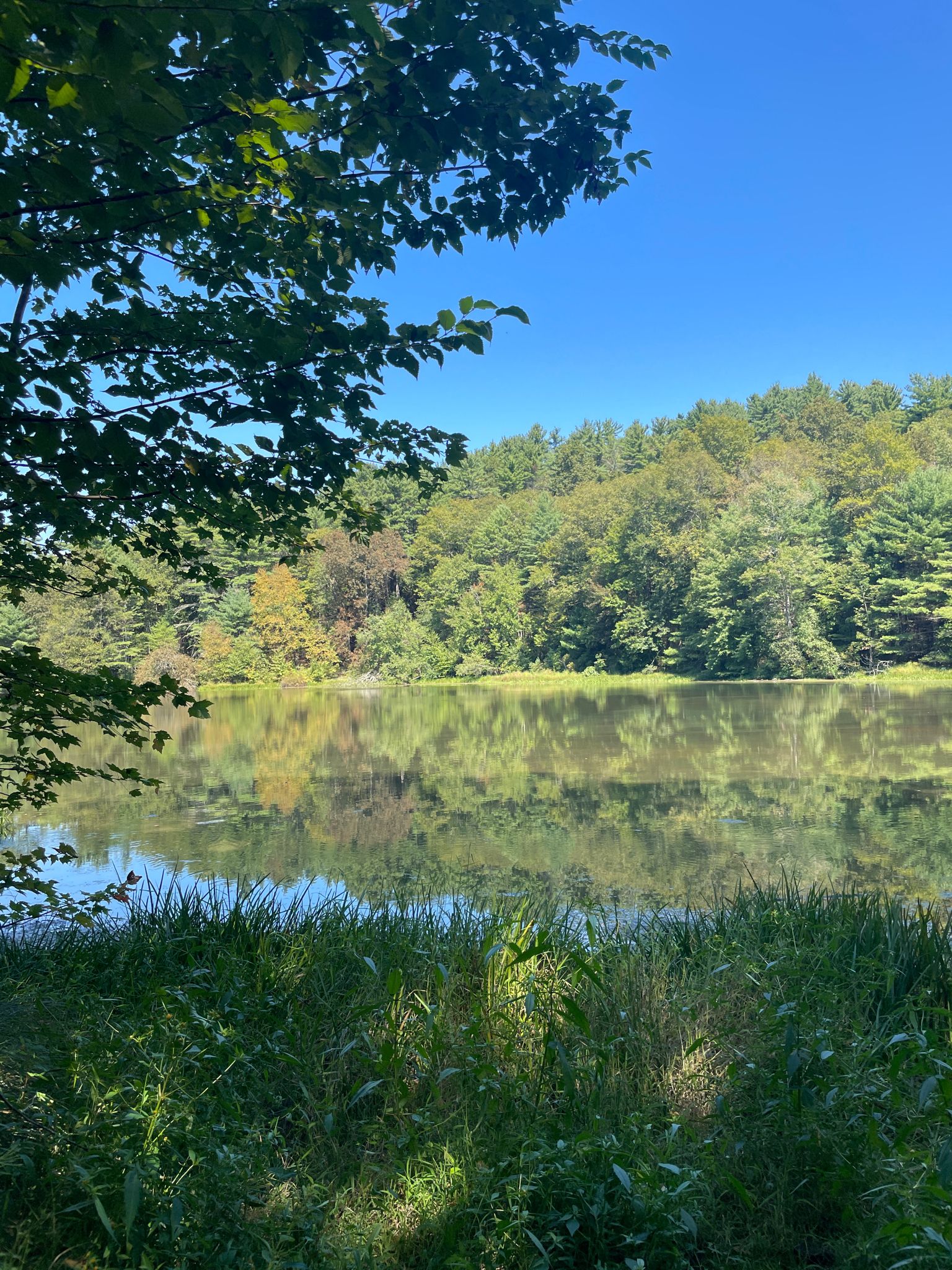 Serene lake reflecting green trees and blue sky, with tall grass foreground. - Hackers Falls and Pond Loop
