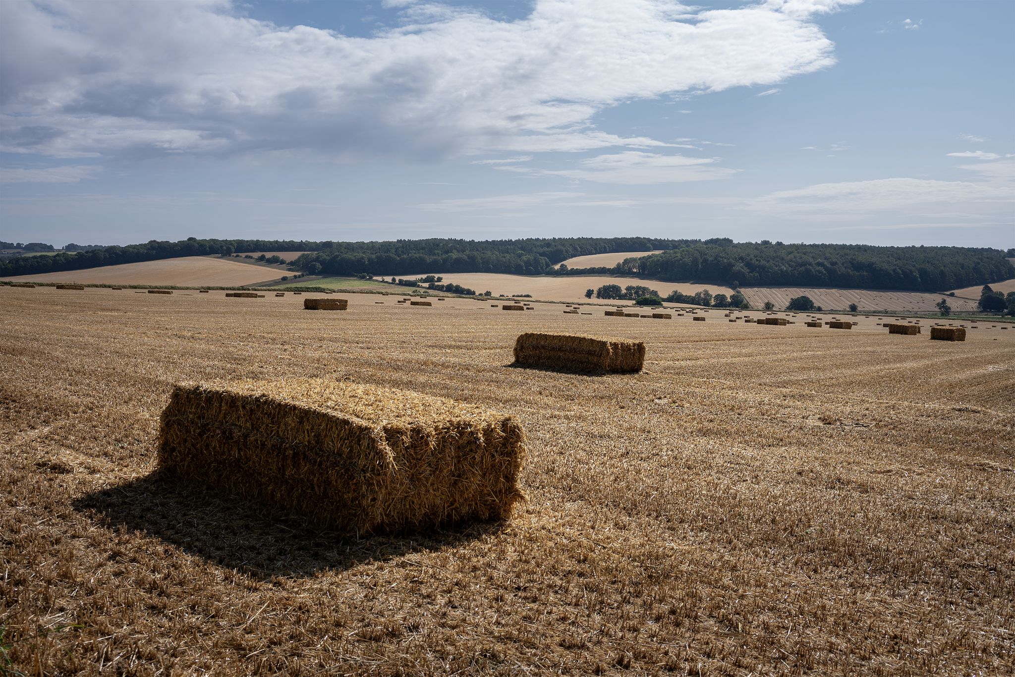 Harvest time