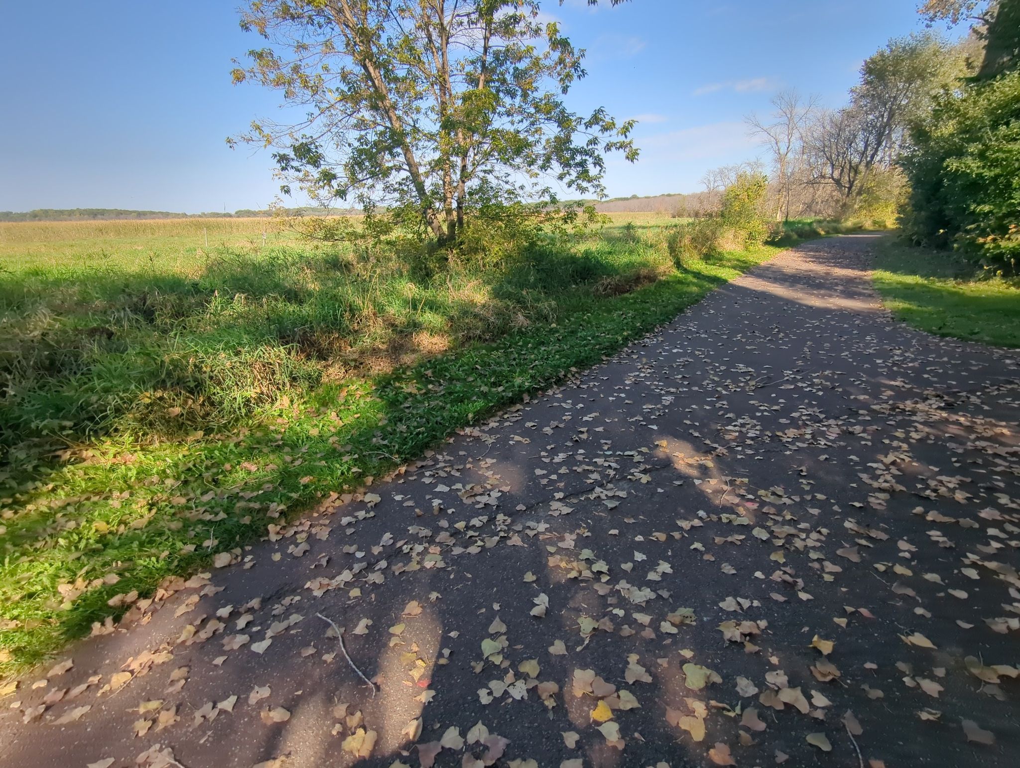 Paved path with fallen leaves, bordered by green grass and trees. - Wooden Turtle Sculpture – Wood Thrush Woods loop from Bucher Park