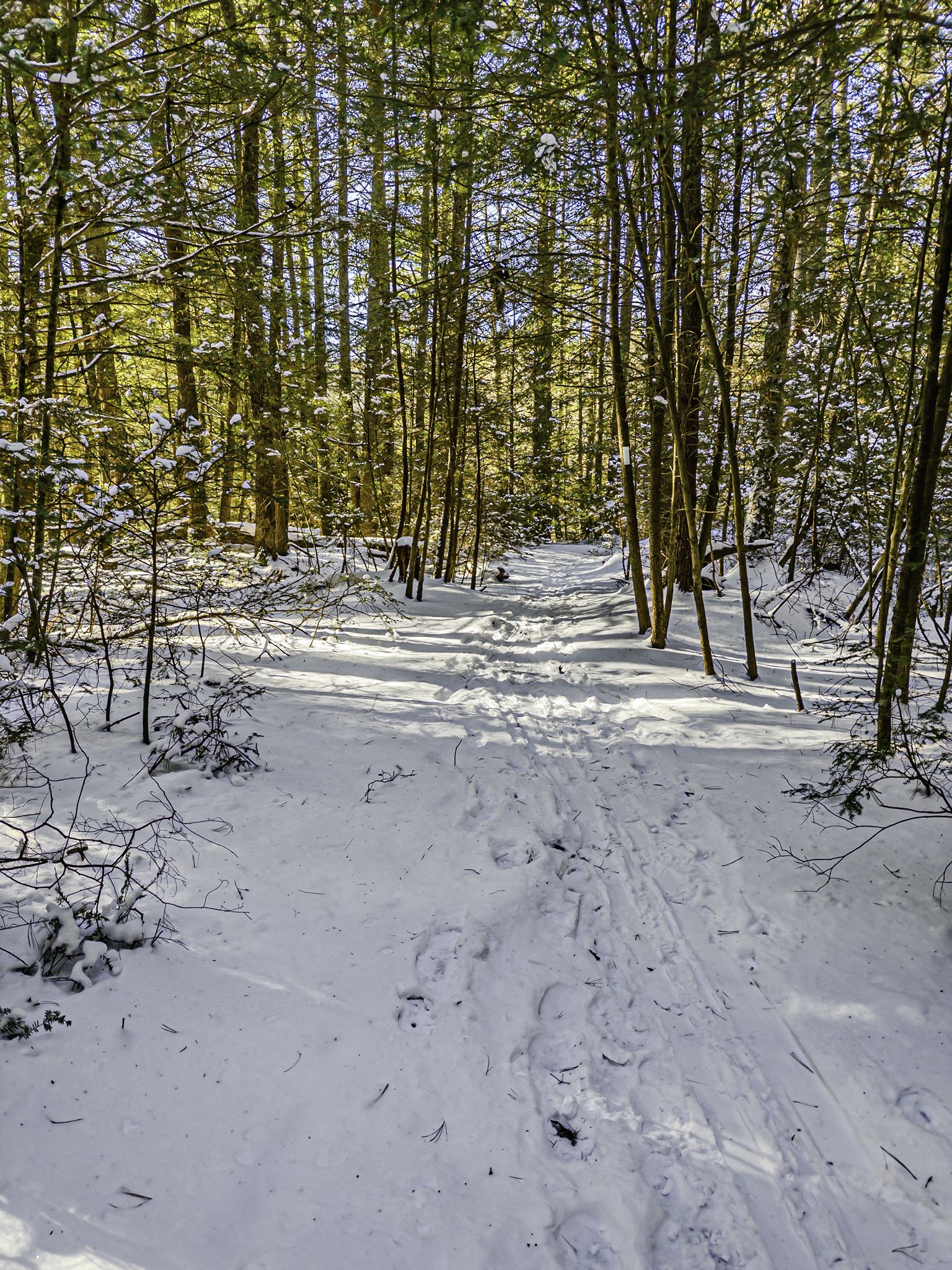 Snow-covered forest path with footprints, tall trees casting long shadows. - Mashapaug Pond View Trail