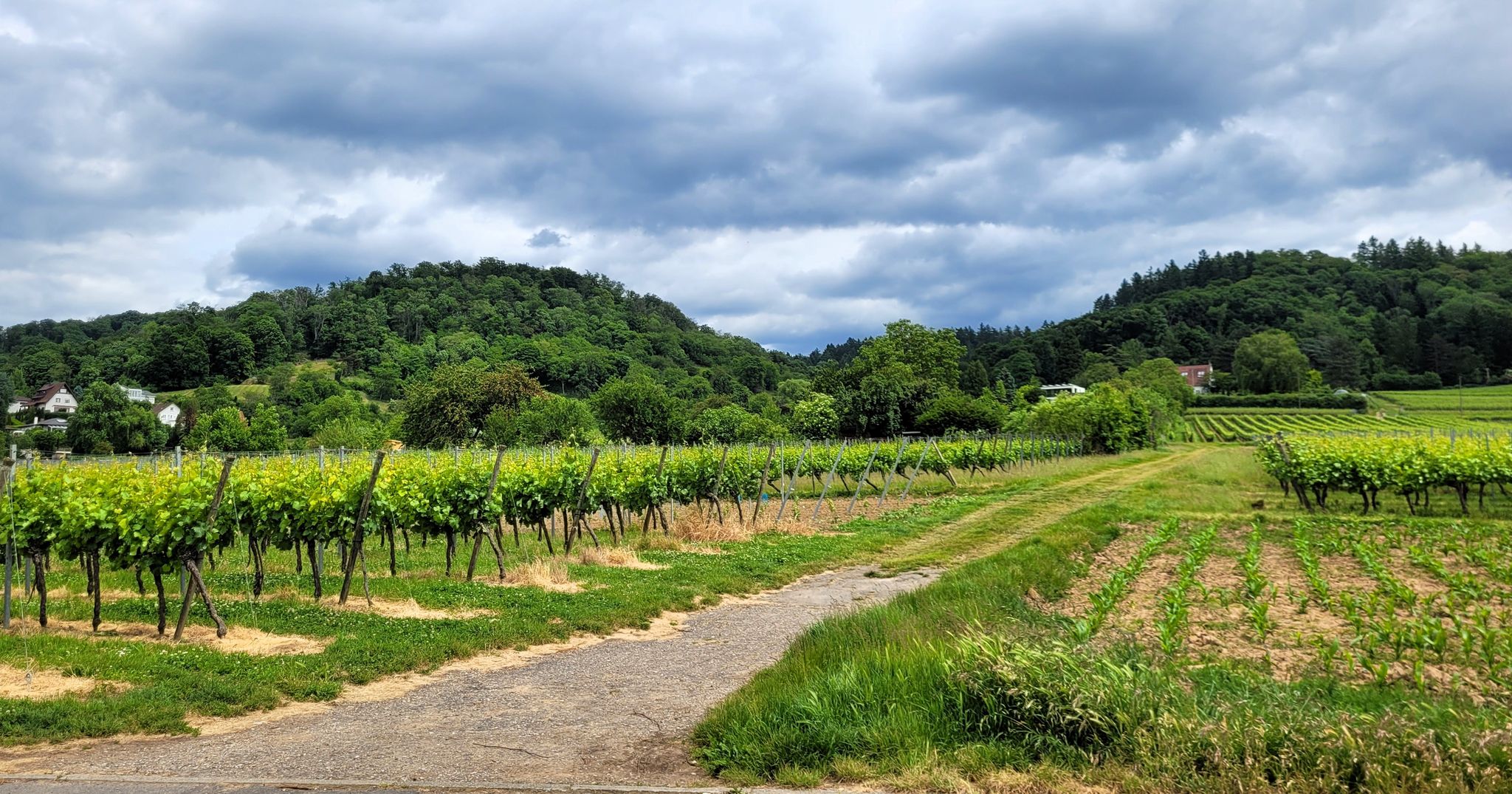 Rebstöcke bei Weinheim