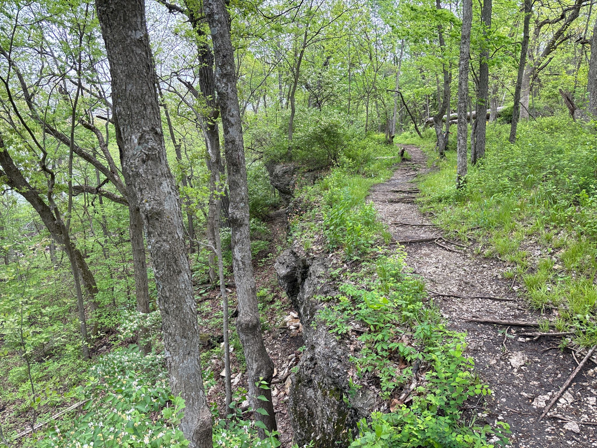 Rocky, uphill trail winding through a dense, green forest on an overcast day. - Upper Rock Ledges Trail
