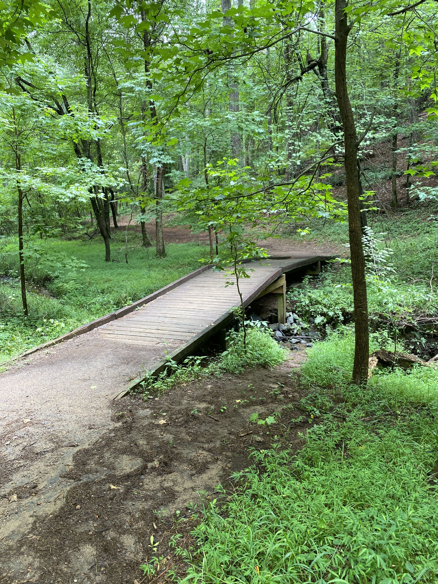 A wooden bridge spans a small stream in a dense green forest. - Sweet Gum Trail