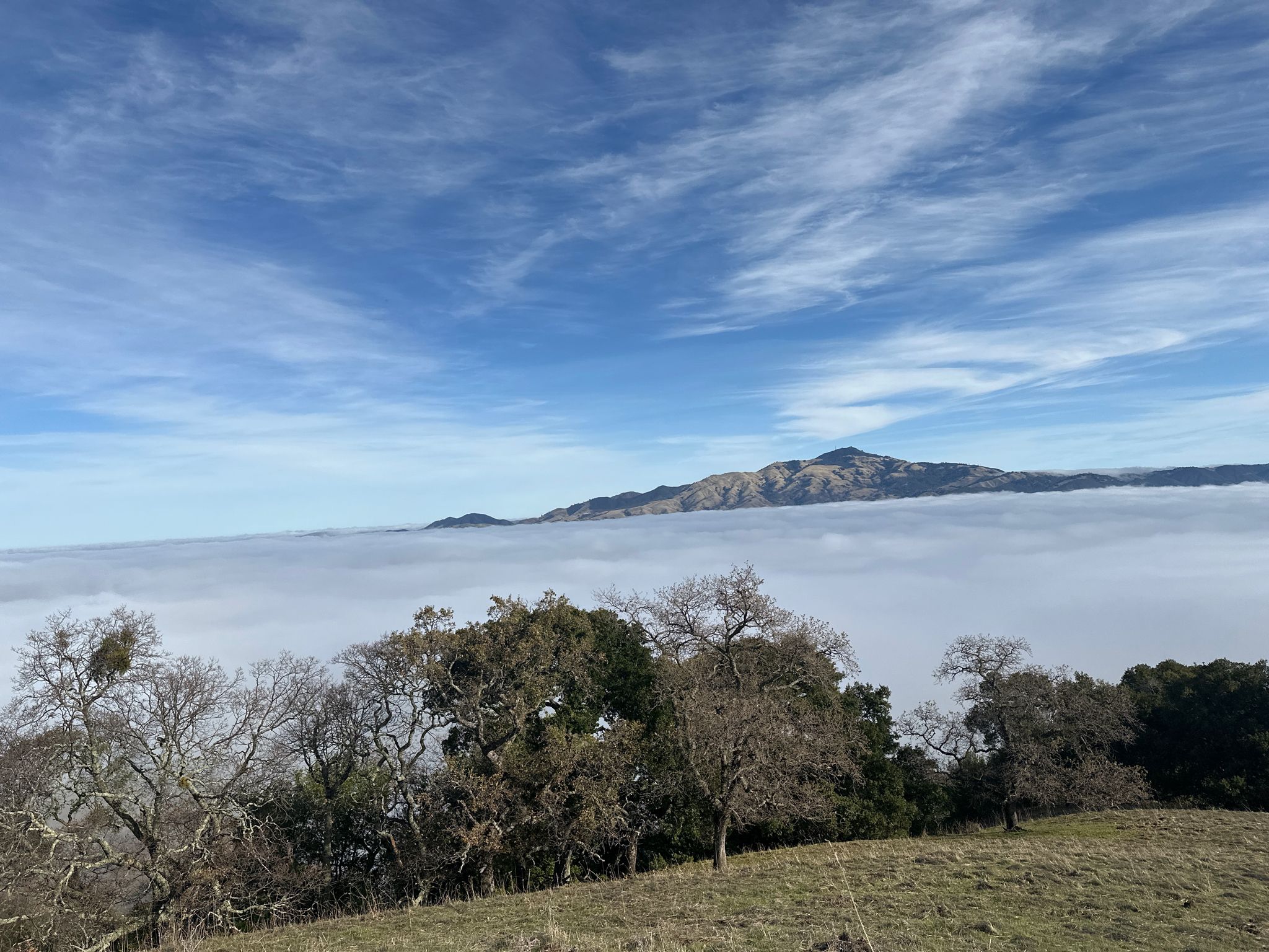 Trees on a grassy hill overlook a sea of clouds and distant mountains. - Eagle Peak Loop via Madrone and Corduroy Hills Trail