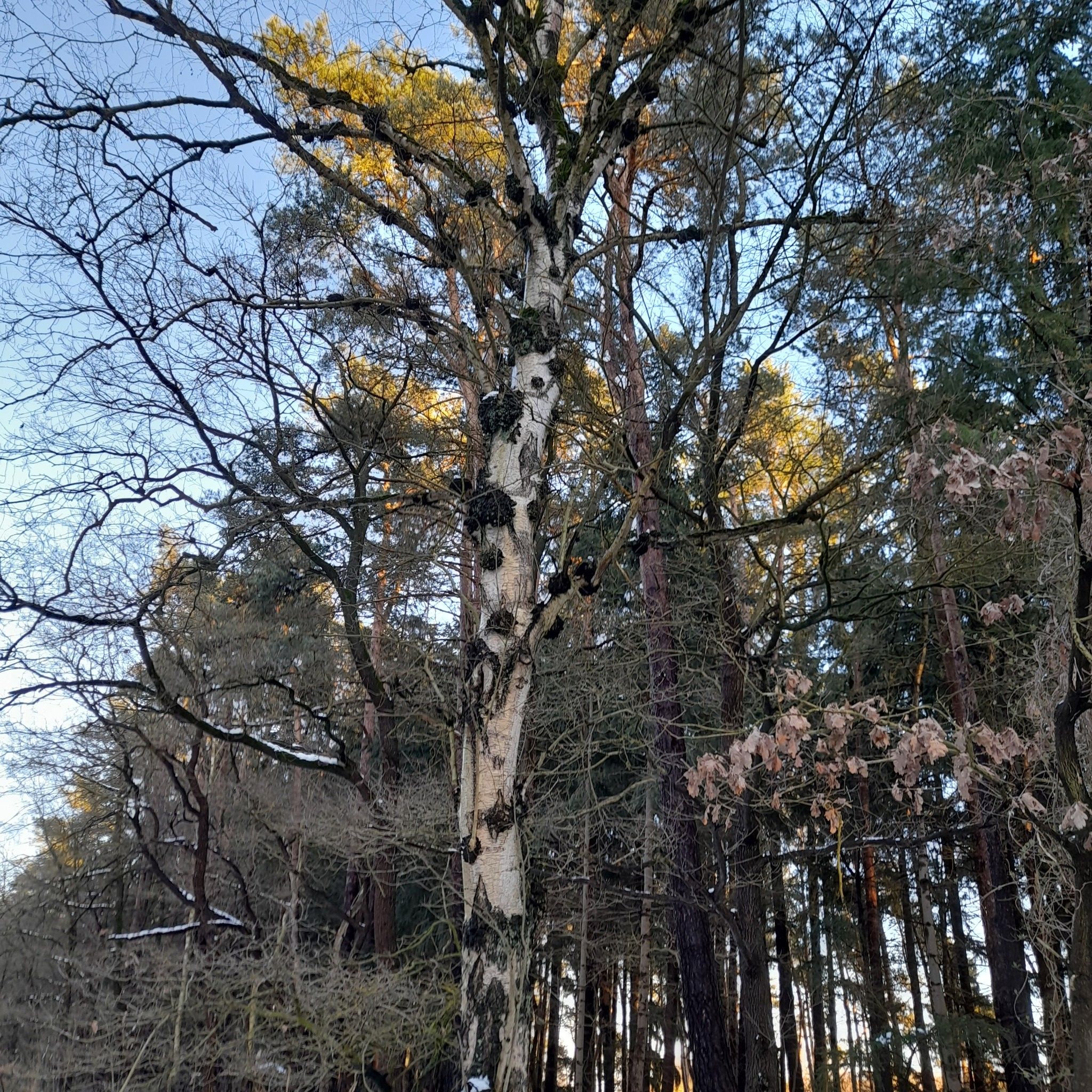 Baumknubbel