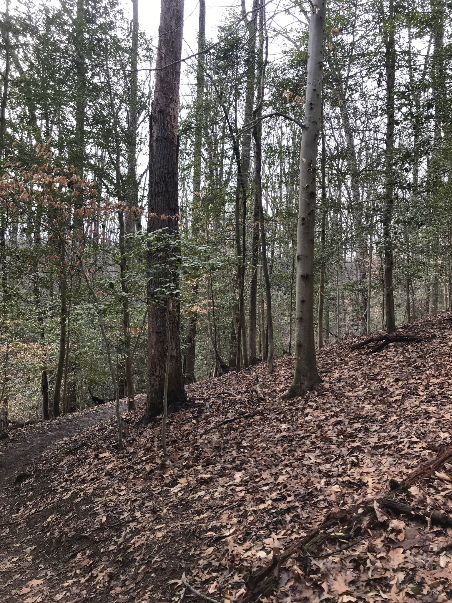 A steep, leaf-covered forest floor with tall, bare trees under an overcast sky. - Box Turtle Trail