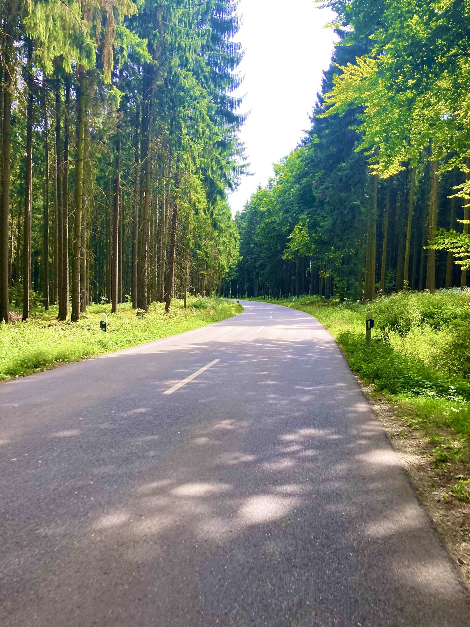 Vor Mallersdorf geht’s auf einer schönen Waldstraße 🌳🌲 bergab 😁
