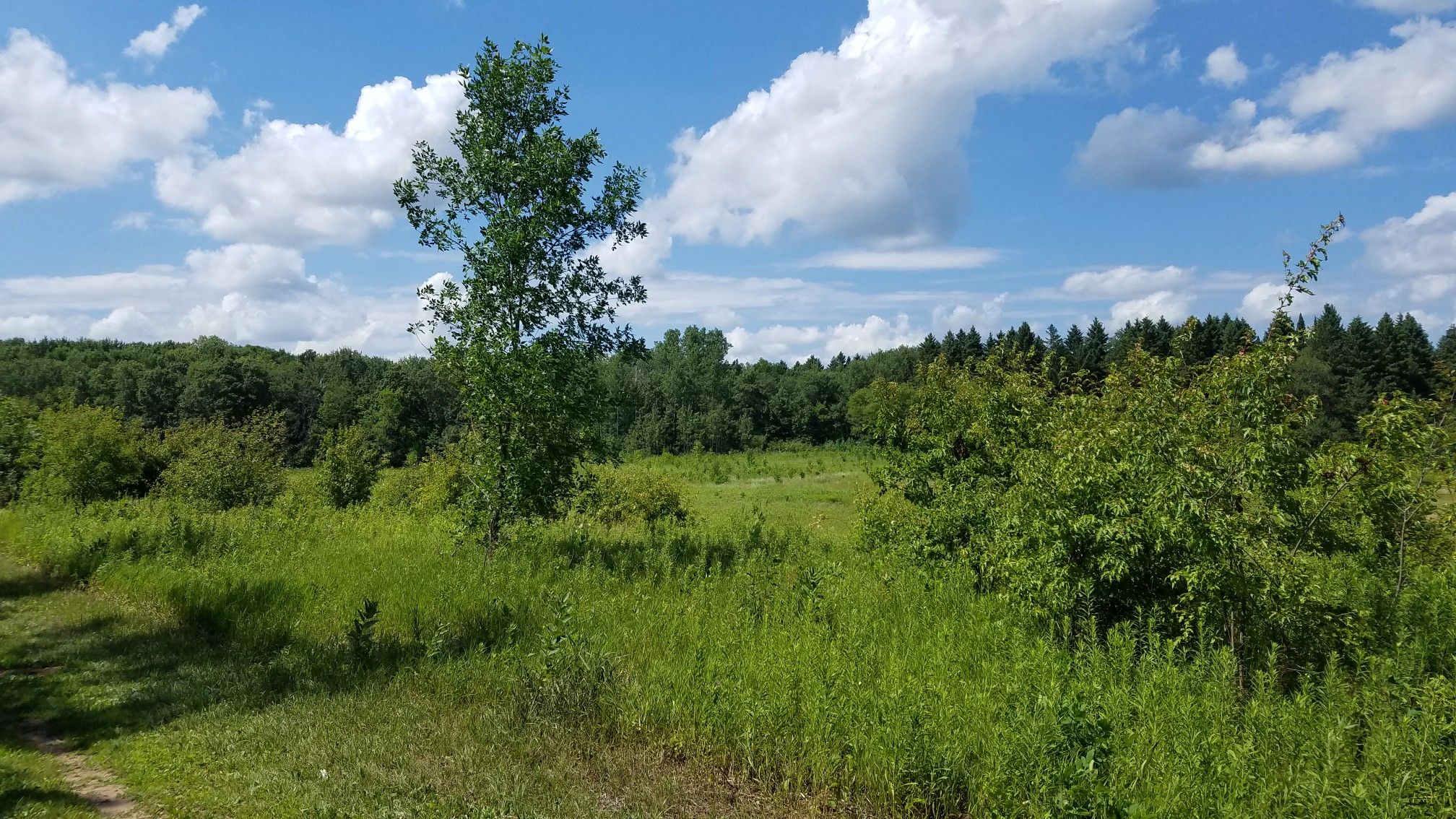 A wide green meadow with a lone tree under a bright, cloudy sky. - Gateway State Trail and Loon Lake Loop