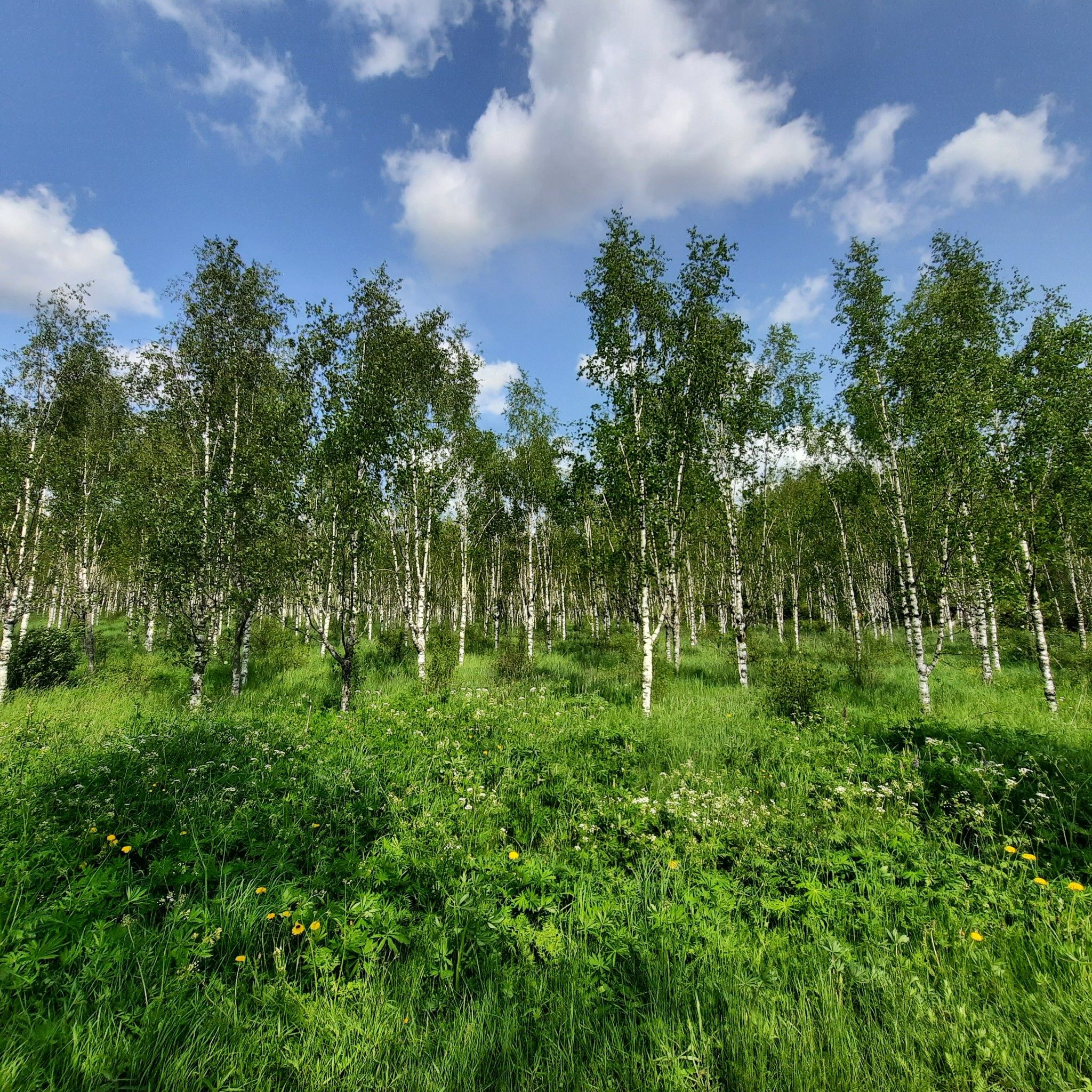 Birkenwald