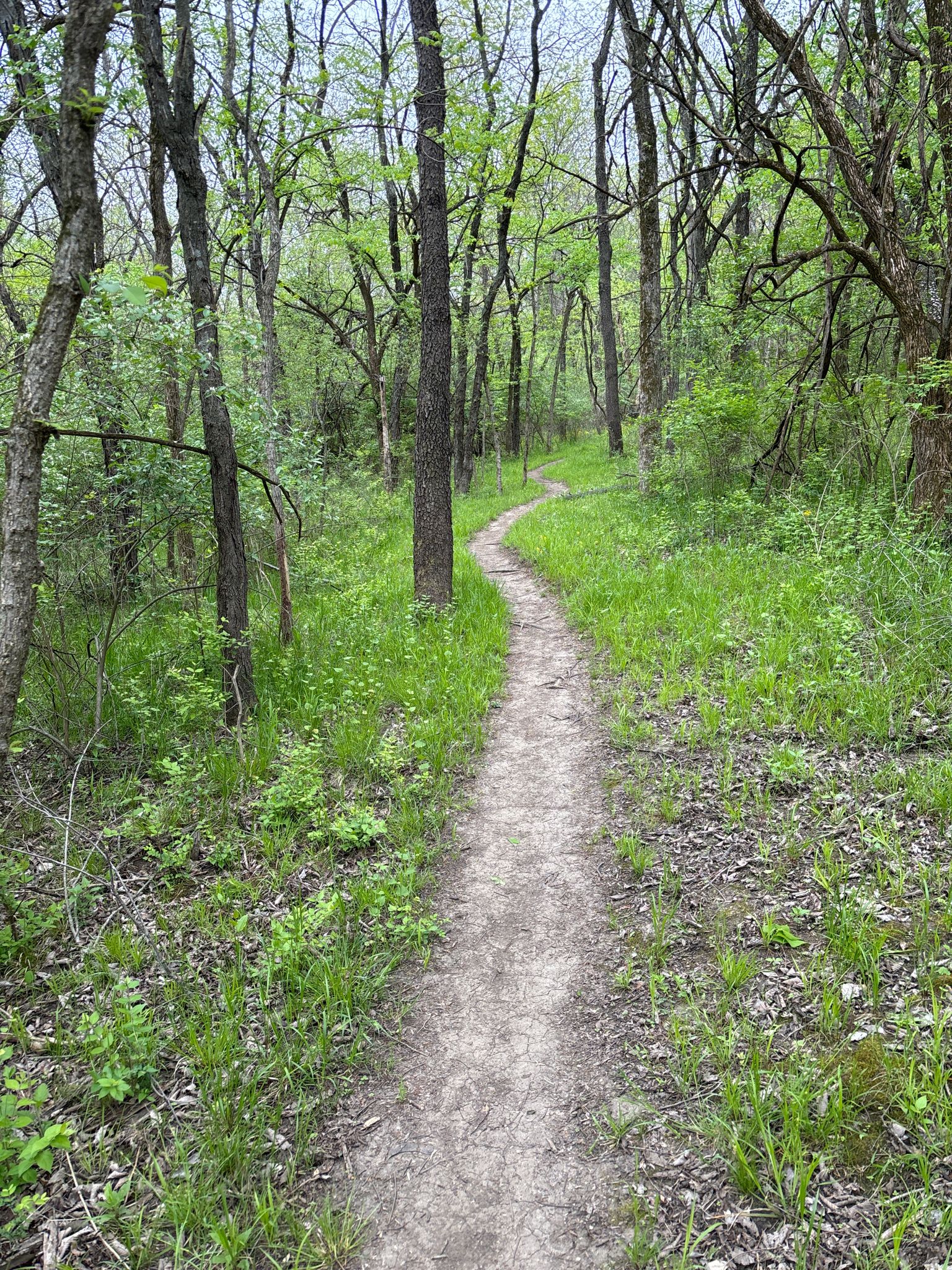 Narrow dirt path winding through a vibrant green forest with tall trees. - Eight Track Trailhead – How did 8 Track get its name? loop from Shelter 14 Parking