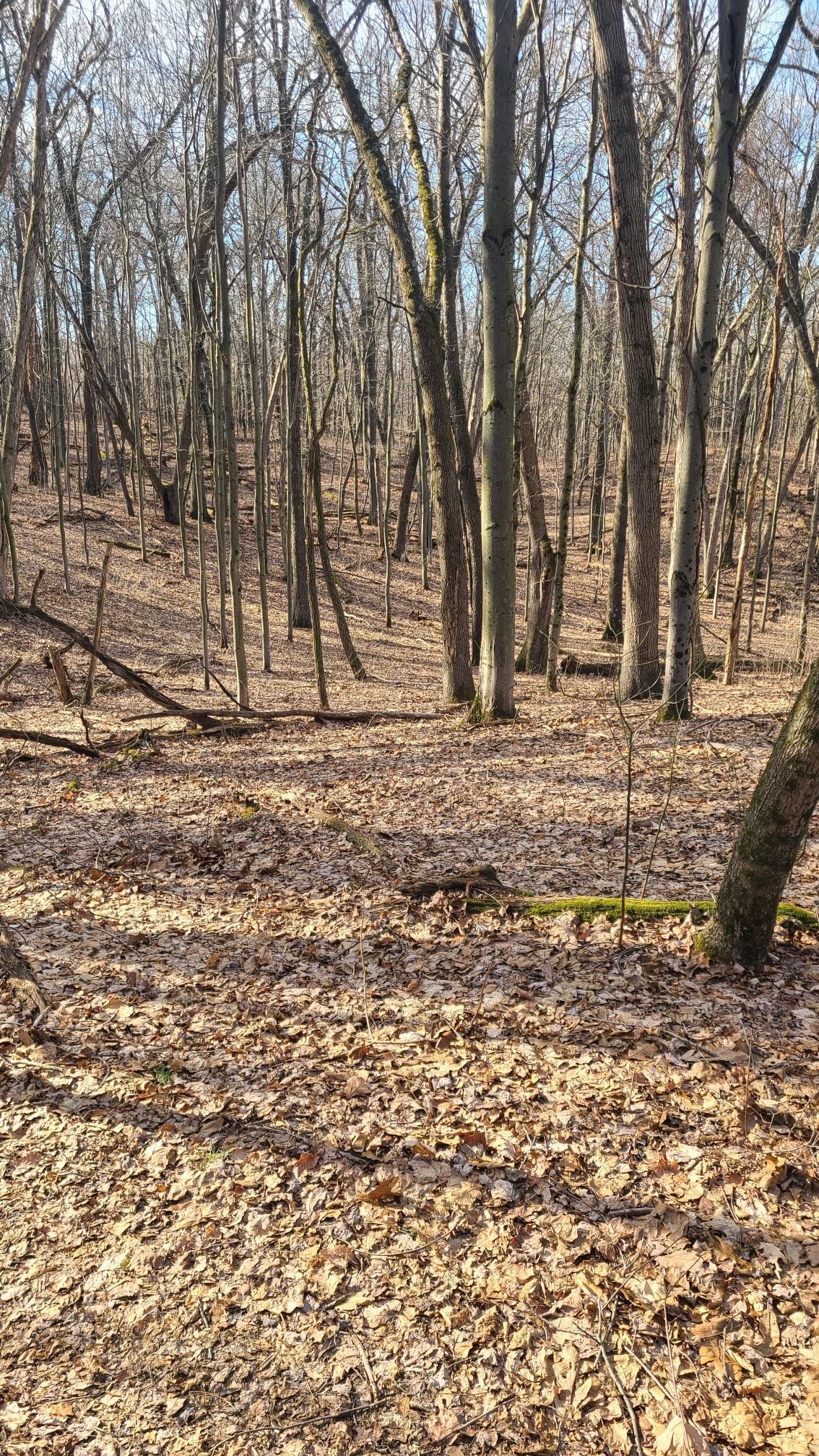 Sunny forest floor covered in brown leaves with many bare trees. - North Country Trail: Yankee Springs Section