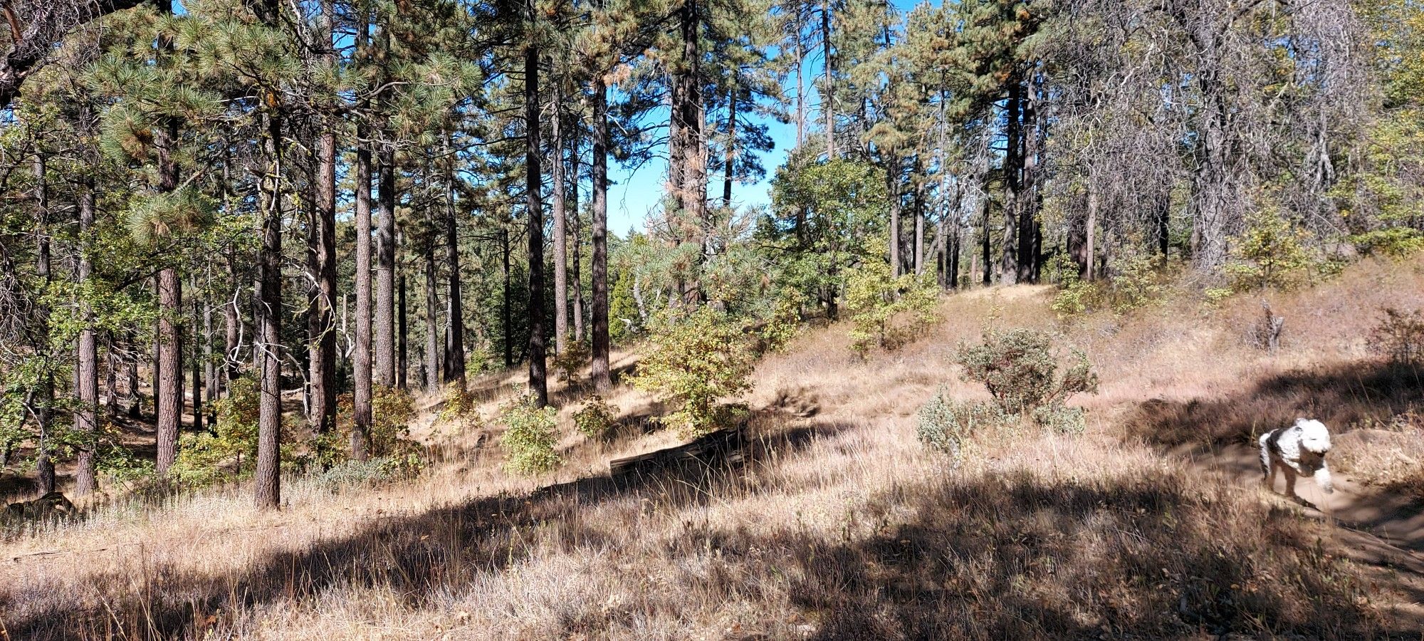 A dog walks uphill on a sunny dirt trail through a pine forest. - Los Gatos Ravine and Agua Dulce Loop