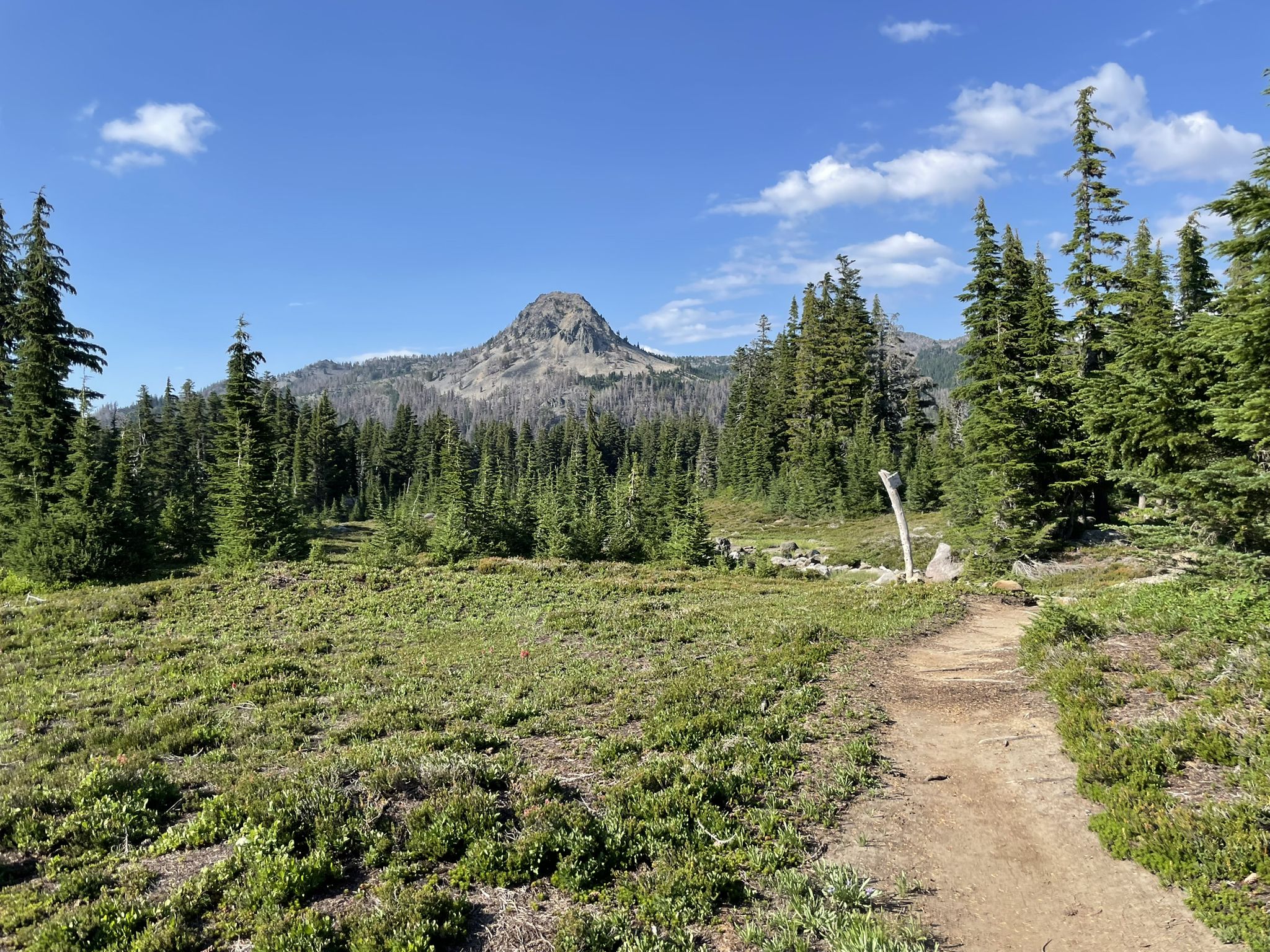 Dirt path through a sunny meadow towards a distant rocky mountain peak. - Scout Lake via Woodpecker Ridge Trail and PCT