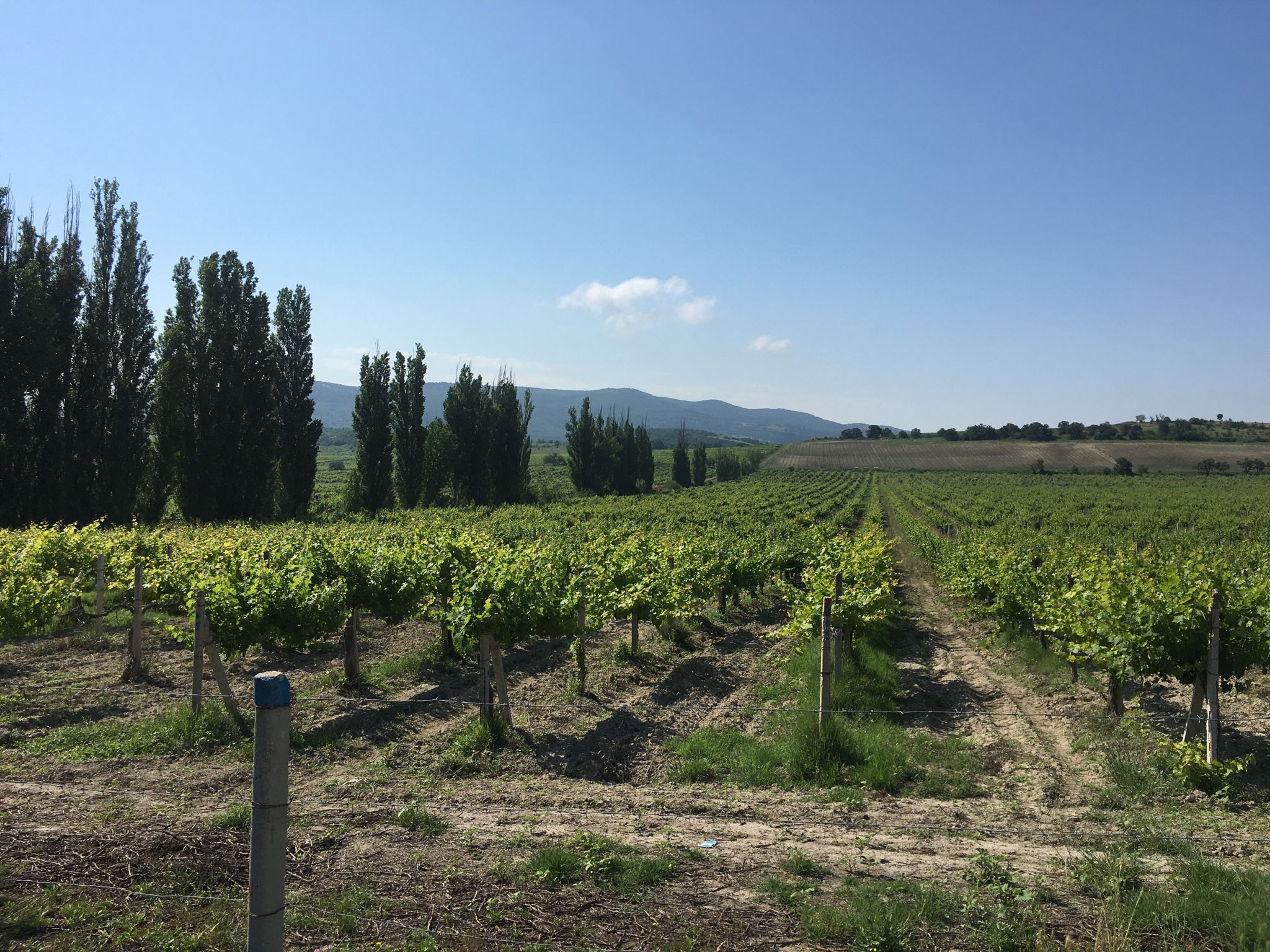 Beautiful wine valley 🤌🏻👍🏻