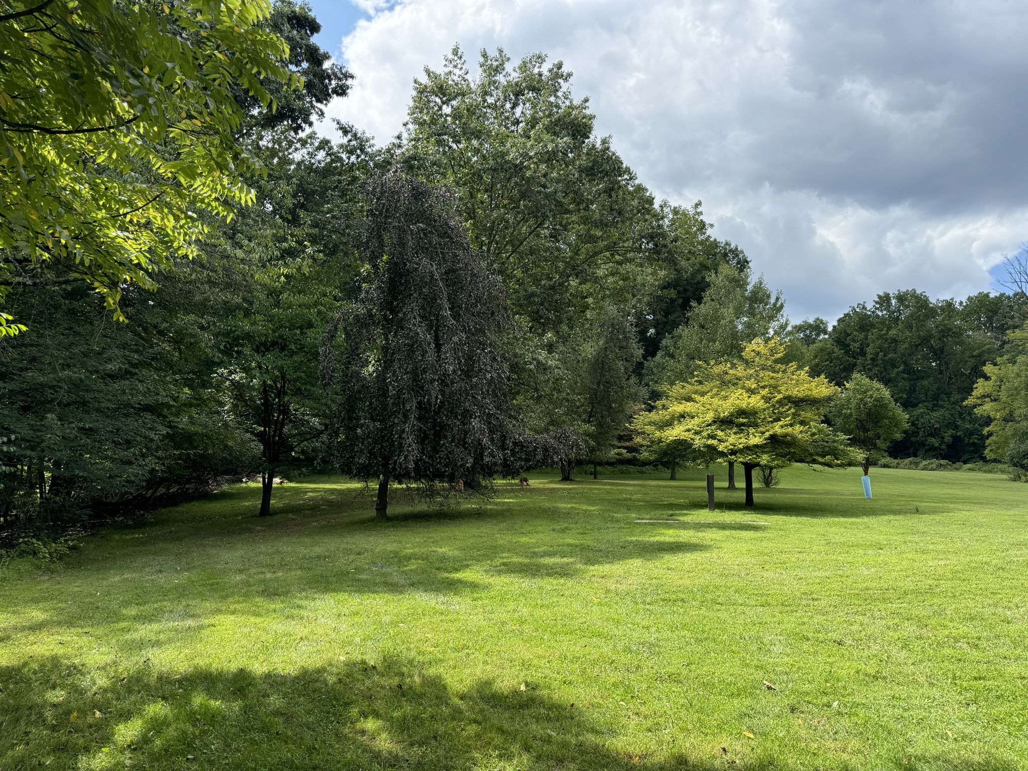 A wide green lawn with scattered trees under a partly cloudy sky. - Sherwood Forest, Bones, and North Side Path Trail Loop