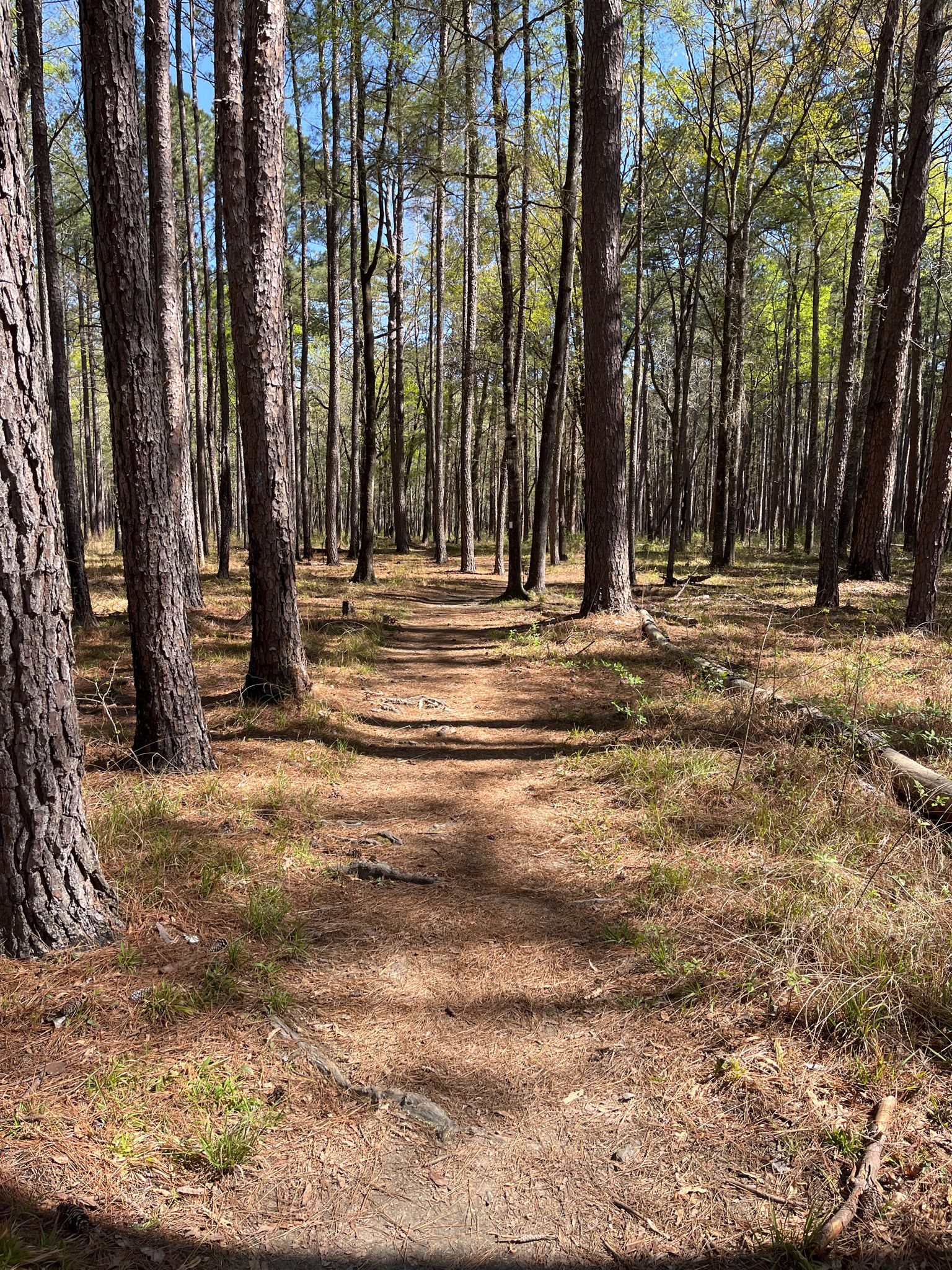 Dappled sunlight on a dirt path winding through a dense forest. - Bluff Trail